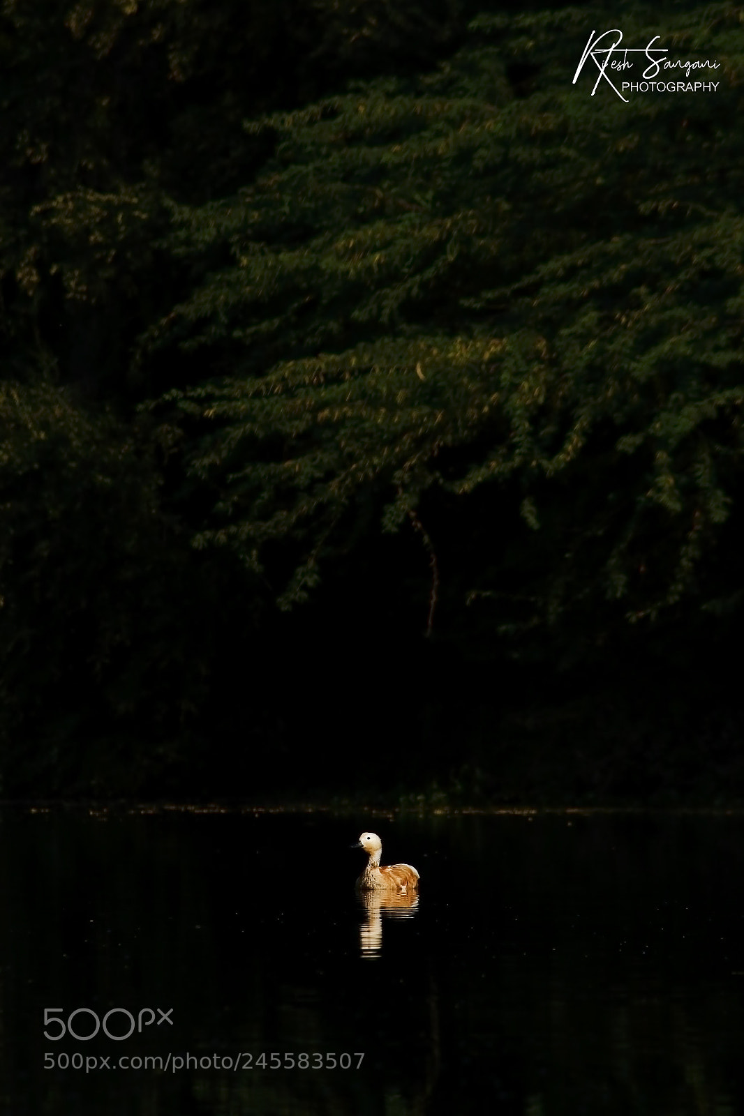 Canon EOS 700D (EOS Rebel T5i / EOS Kiss X7i) sample photo. Ruddy shelduck.....! photography
