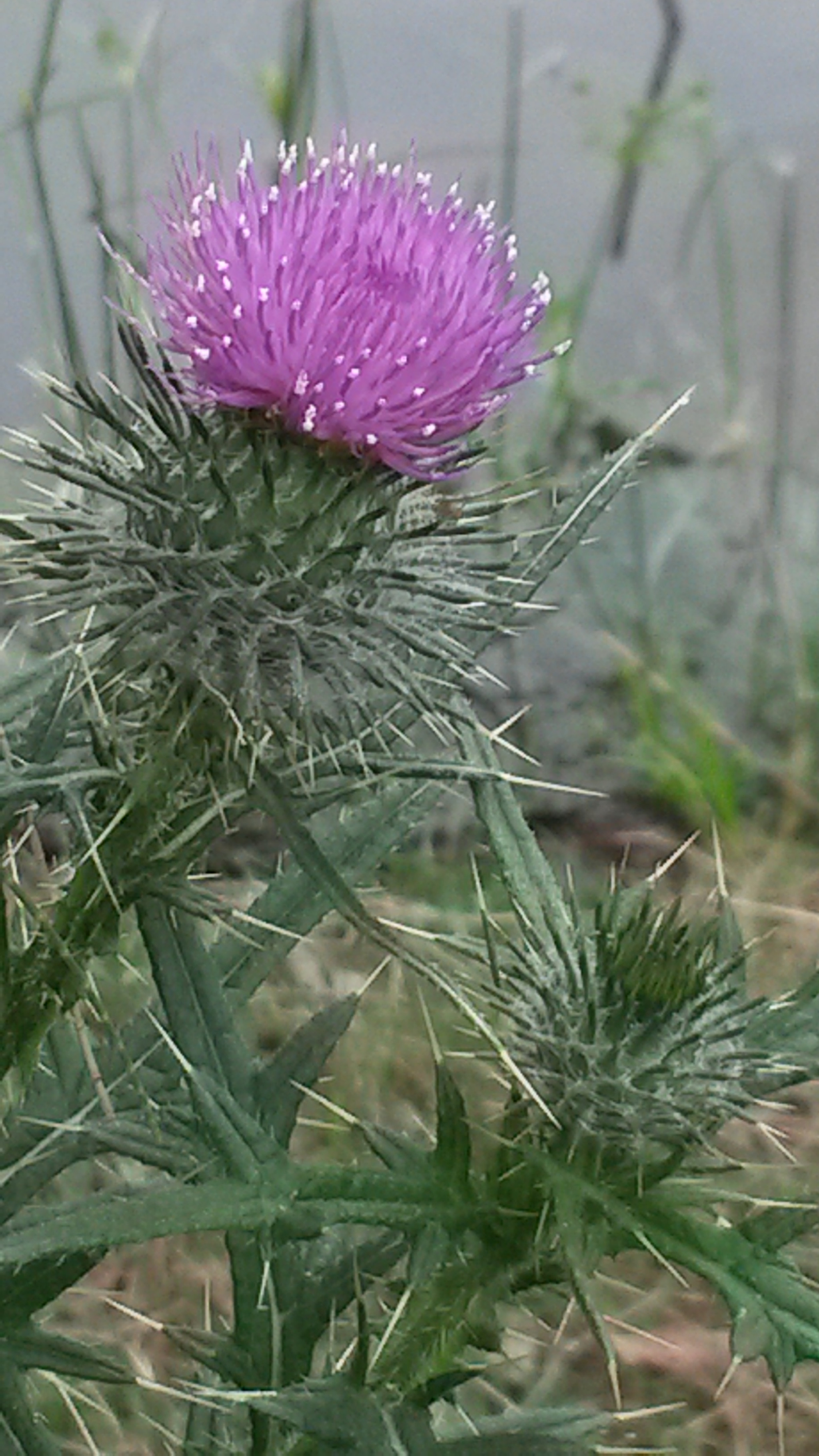 Samsung Galaxy S4 Active sample photo. Scotch thistle photography