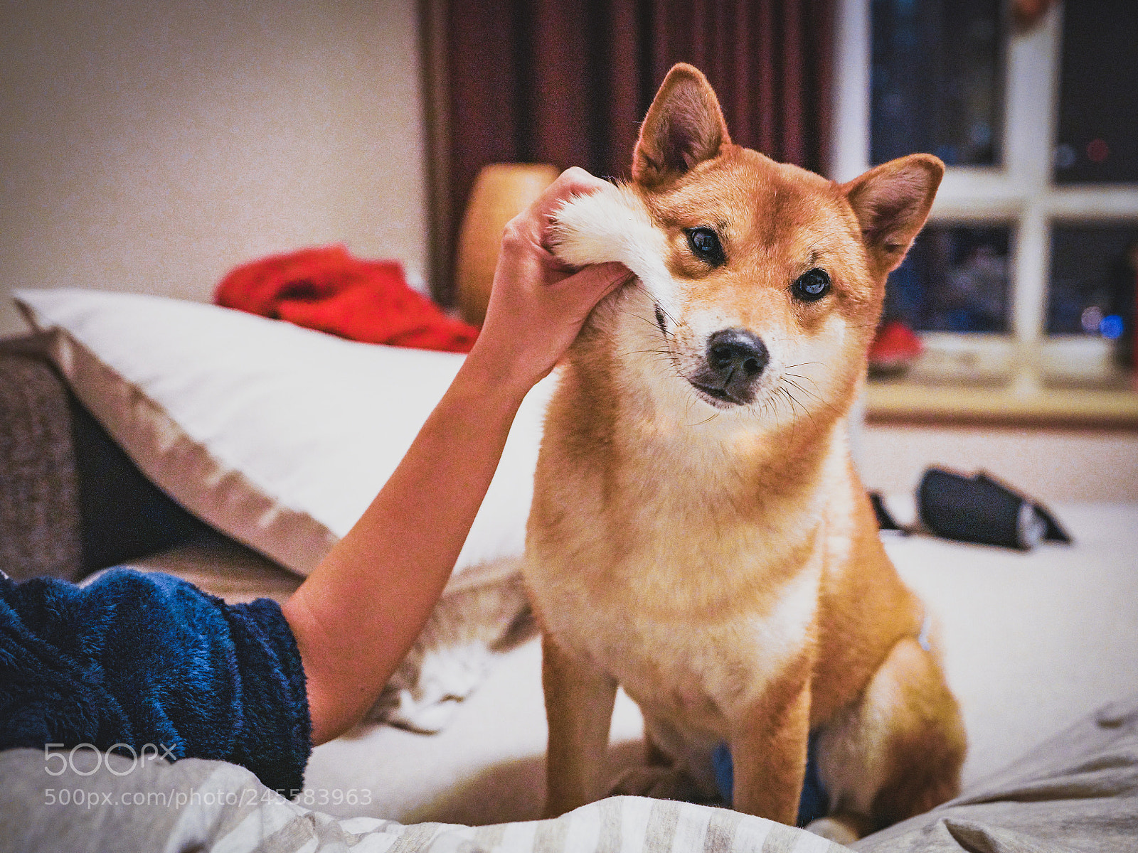 Sony a7R III sample photo. Stretchy shiba photography
