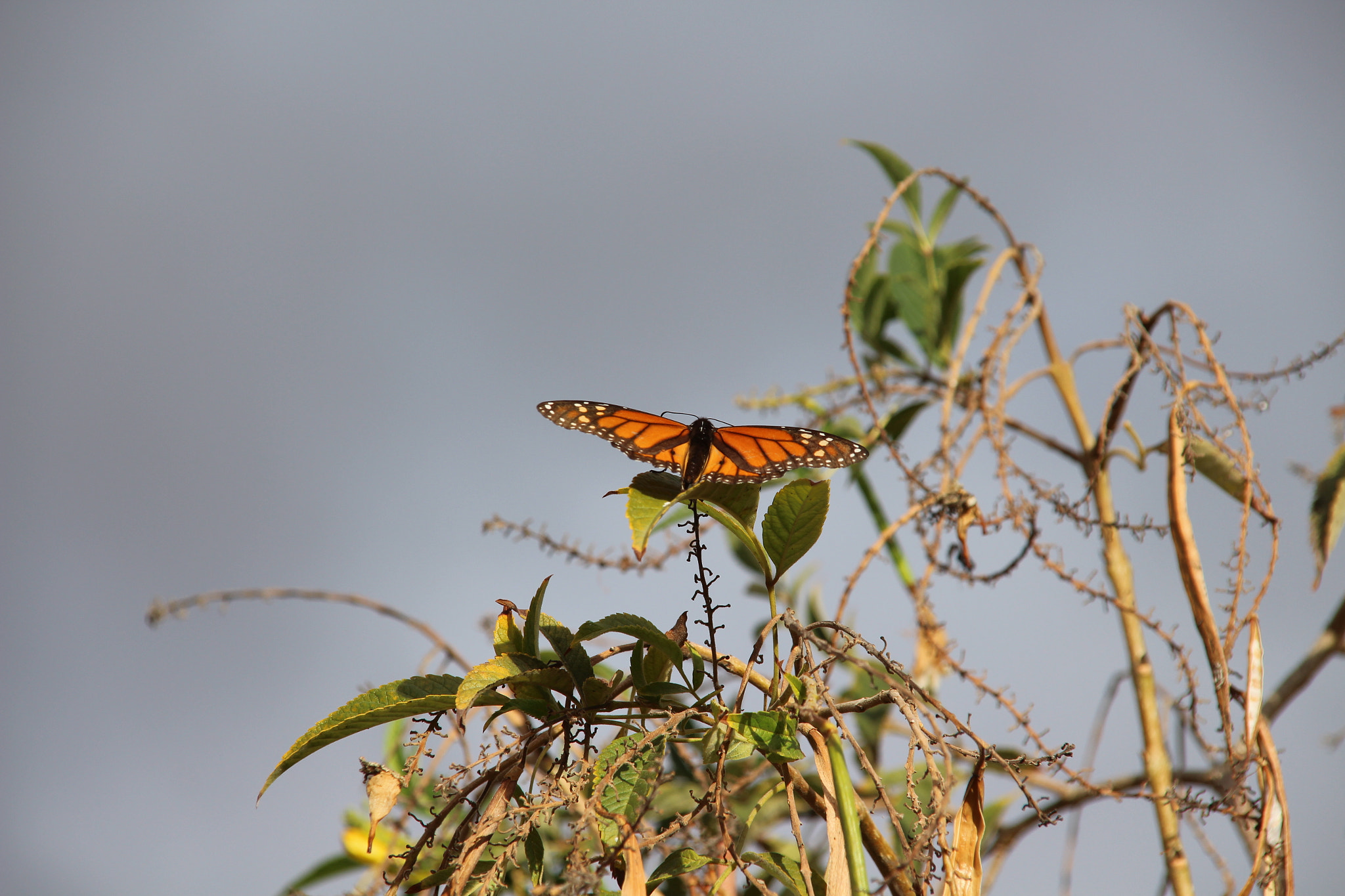 Canon EOS 700D (EOS Rebel T5i / EOS Kiss X7i) + Sigma 18-200mm f/3.5-6.3 DC OS sample photo. Butterfly and bush leaves. photography