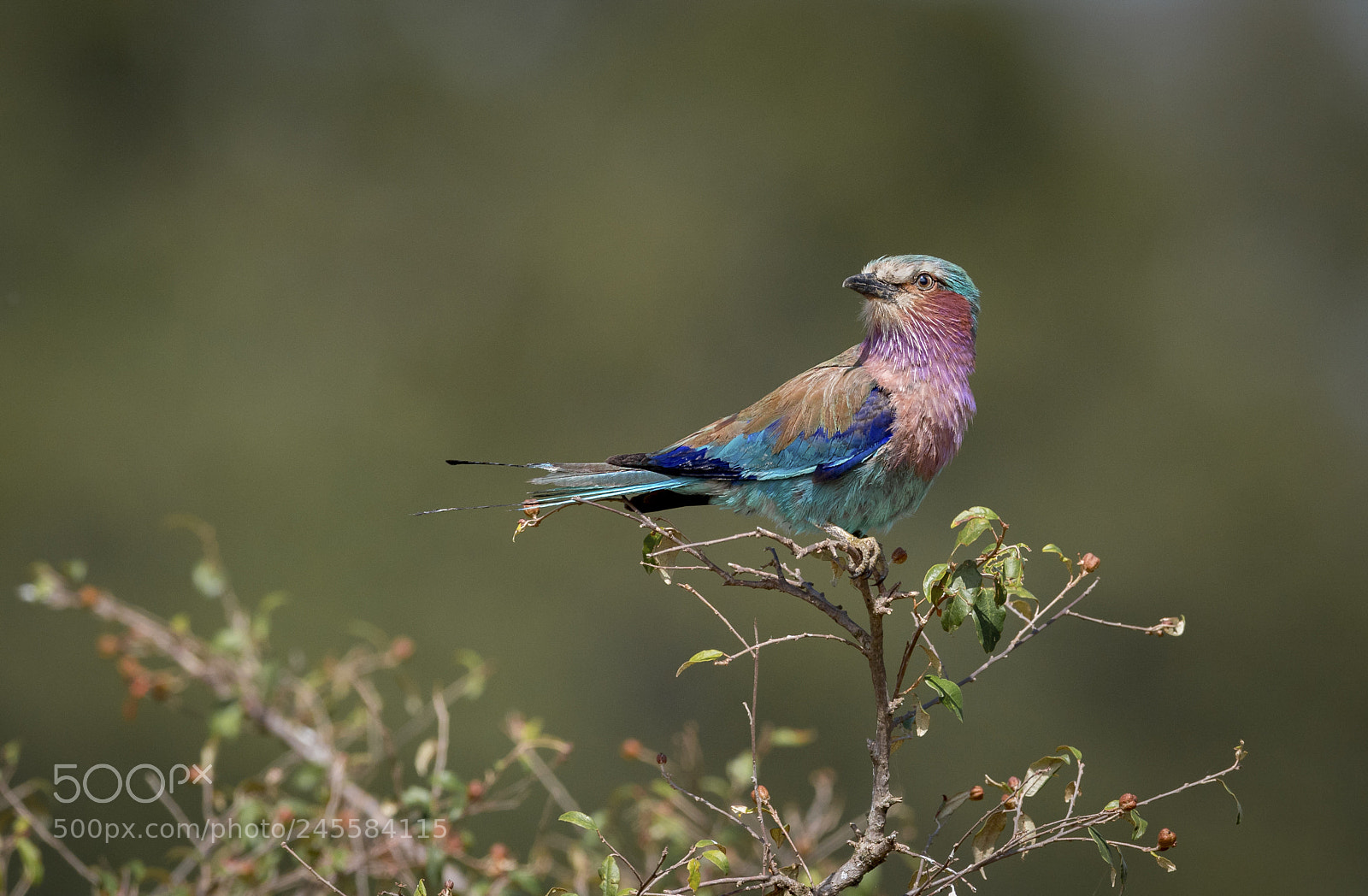 Nikon D5 sample photo. Lilac-breasted roller photography