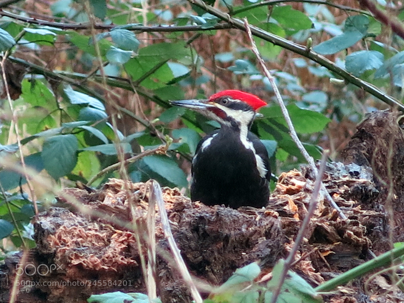Canon PowerShot G15 sample photo. Woodpecker photography