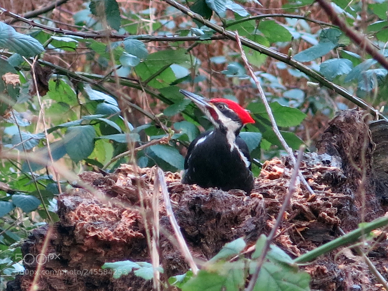 Canon PowerShot G15 sample photo. Woodpecker photography