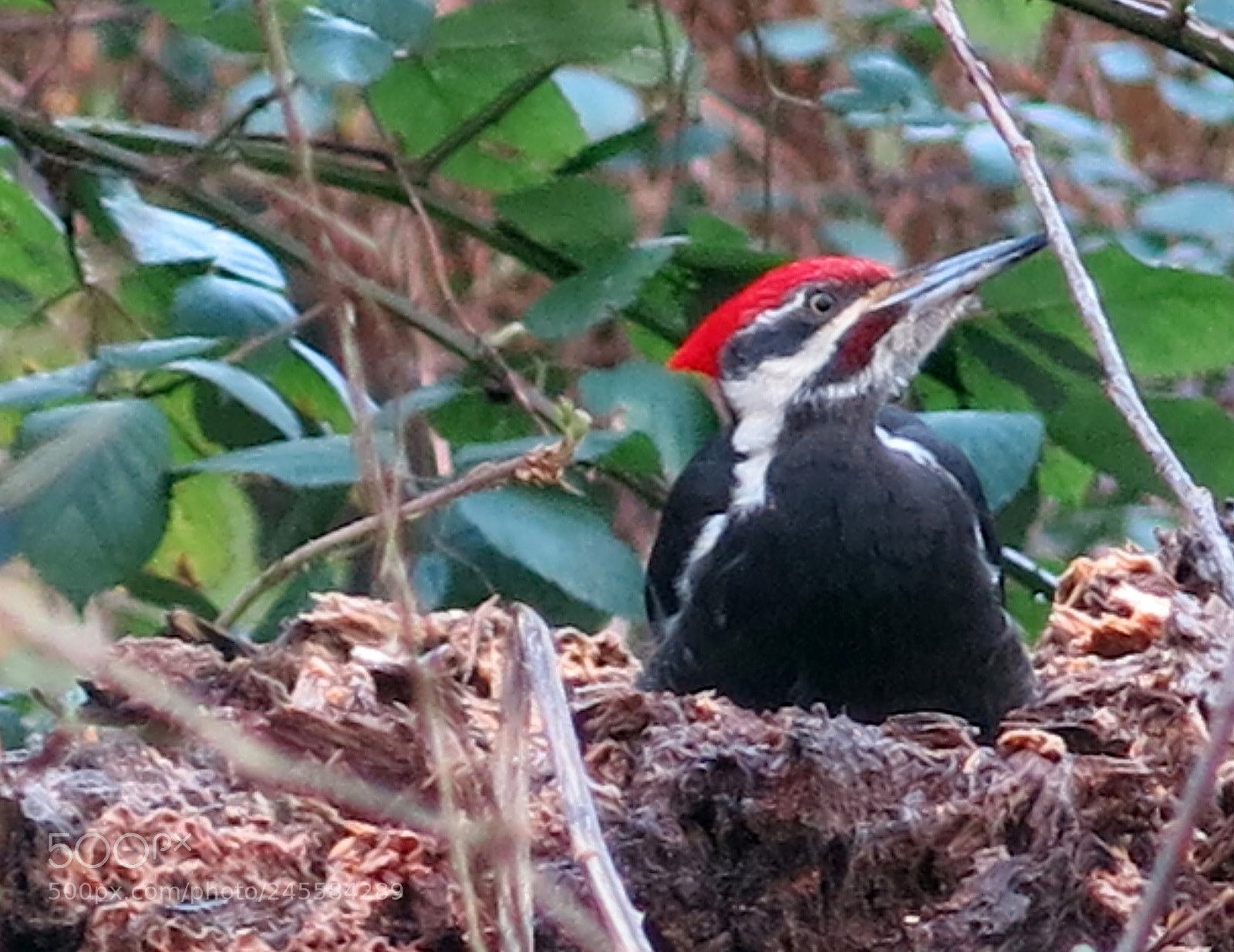 Canon PowerShot G15 sample photo. Woodpecker photography