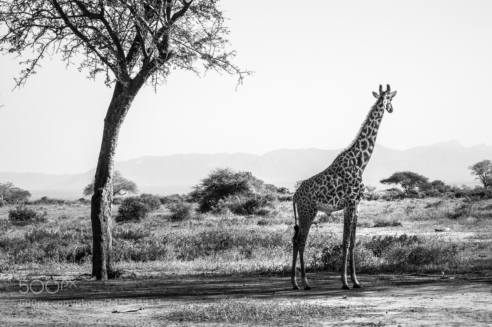 Sony SLT-A58 sample photo. Giraffe photography