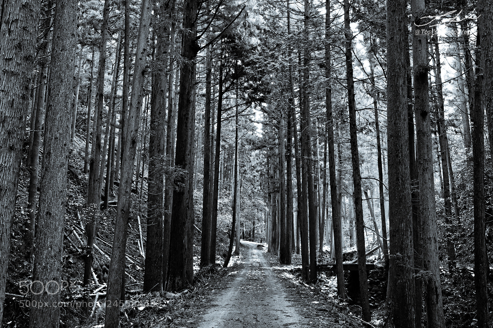 Nikon D850 sample photo. In the forest photography
