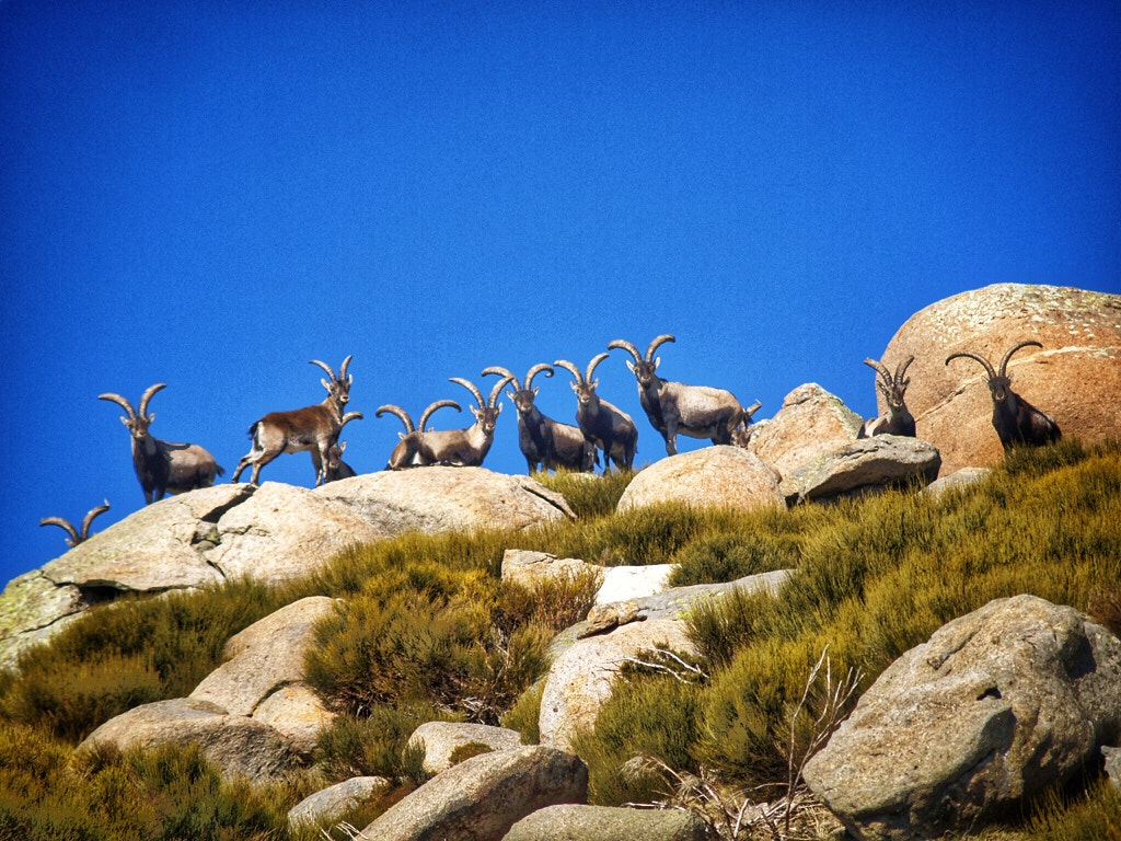 Olympus E-330 (EVOLT E-330) sample photo. Manada de cabras montesas photography