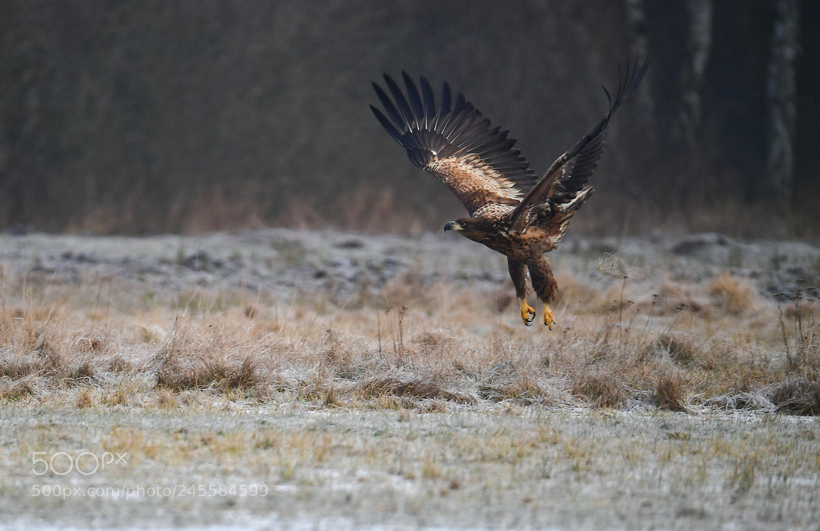 Nikon D5 sample photo. The flight photography