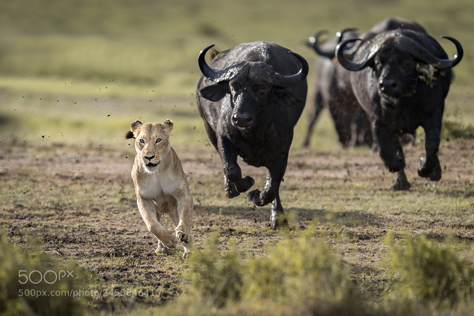 Nikon D5 sample photo. Buffalo chasing lioness photography