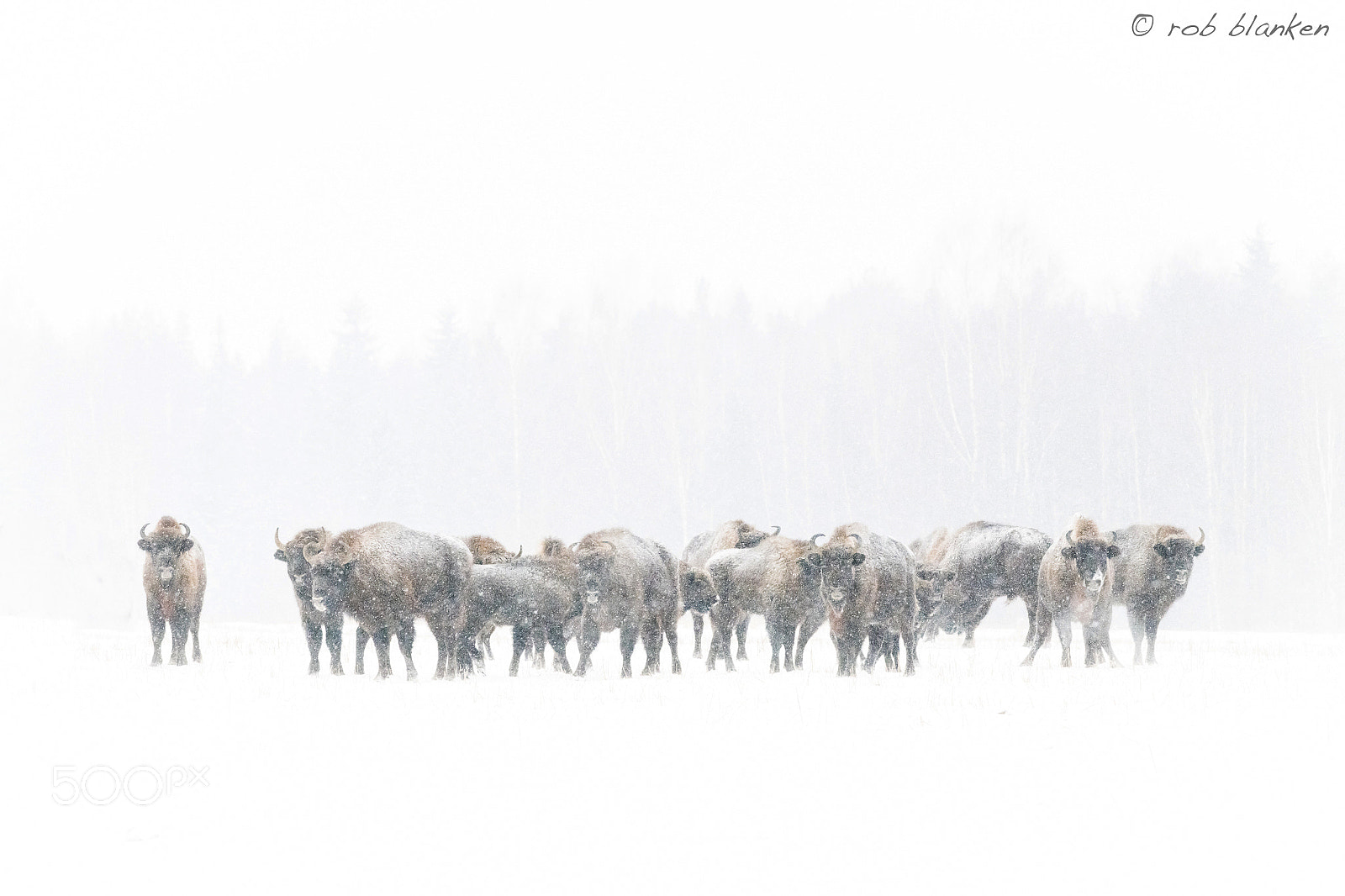 Nikon D850 sample photo. European bison photography