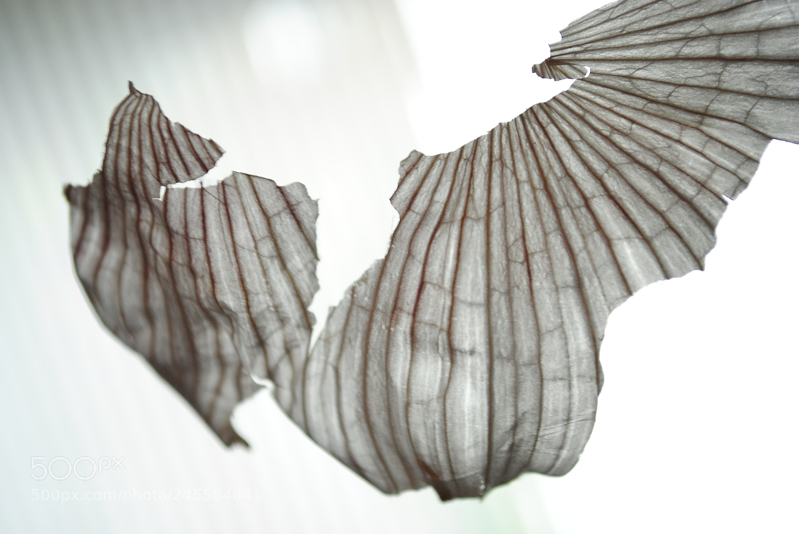 Nikon D3000 sample photo. Garlic skin, the first photography