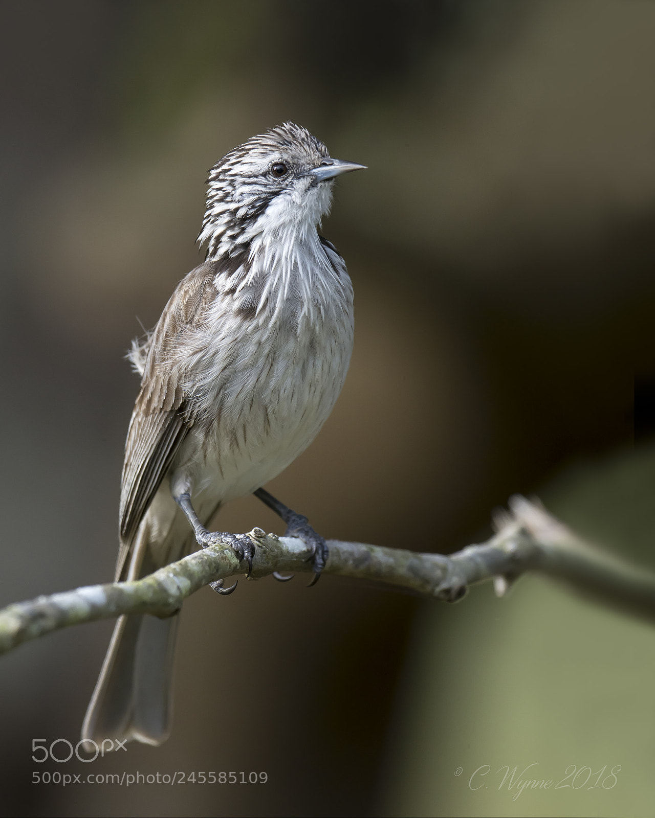 Nikon D7100 sample photo. Striped honeyeater photography