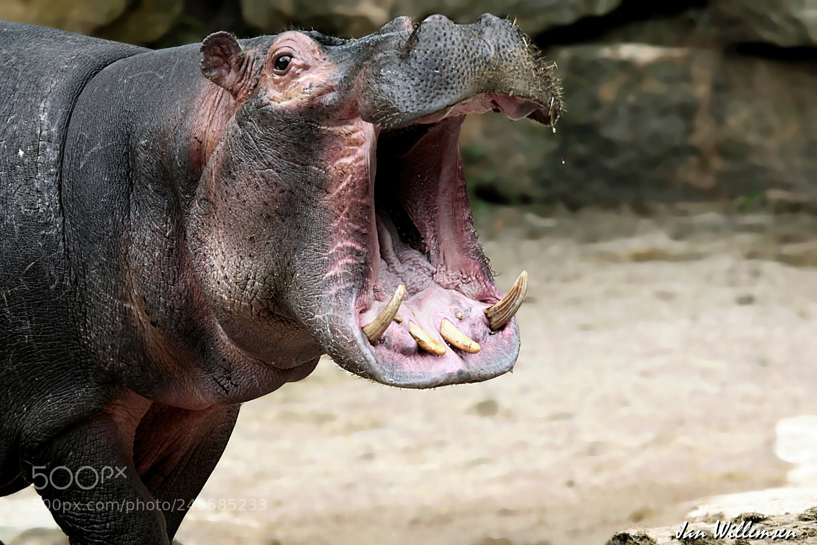 Canon EOS-1D Mark IV sample photo. Hippopotamus photography