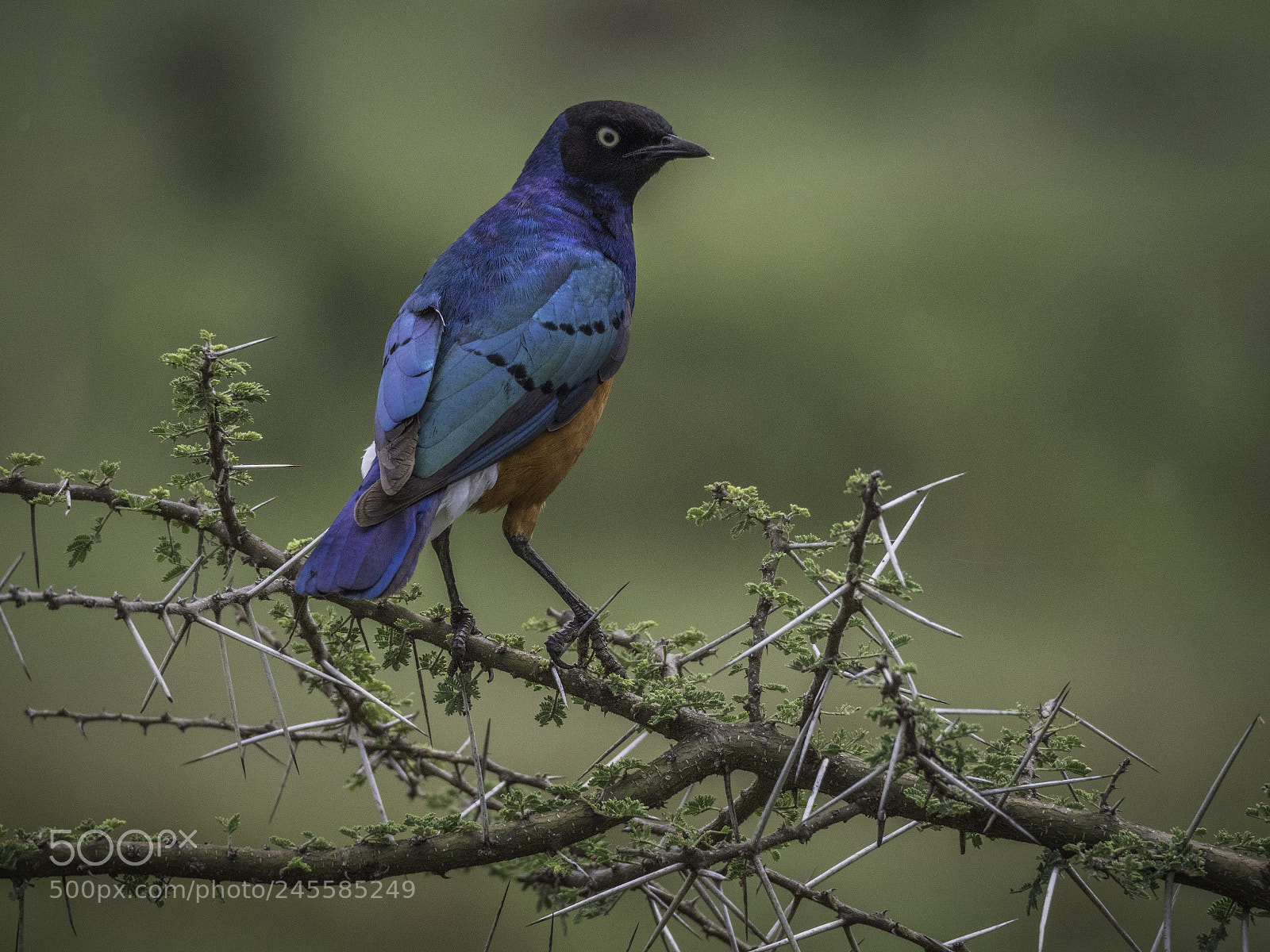 Olympus OM-D E-M1 Mark II sample photo. Serengeti bird photography
