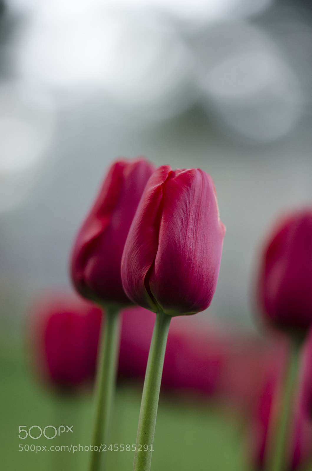 Nikon D5100 sample photo. Tlp photography
