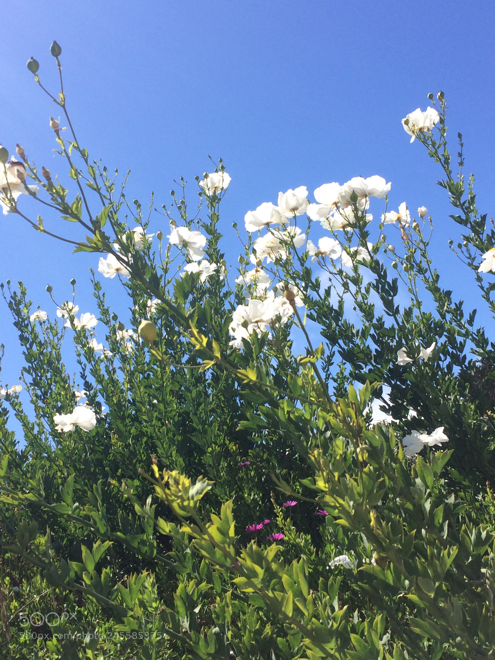 Apple iPhone 5s sample photo. Img photography