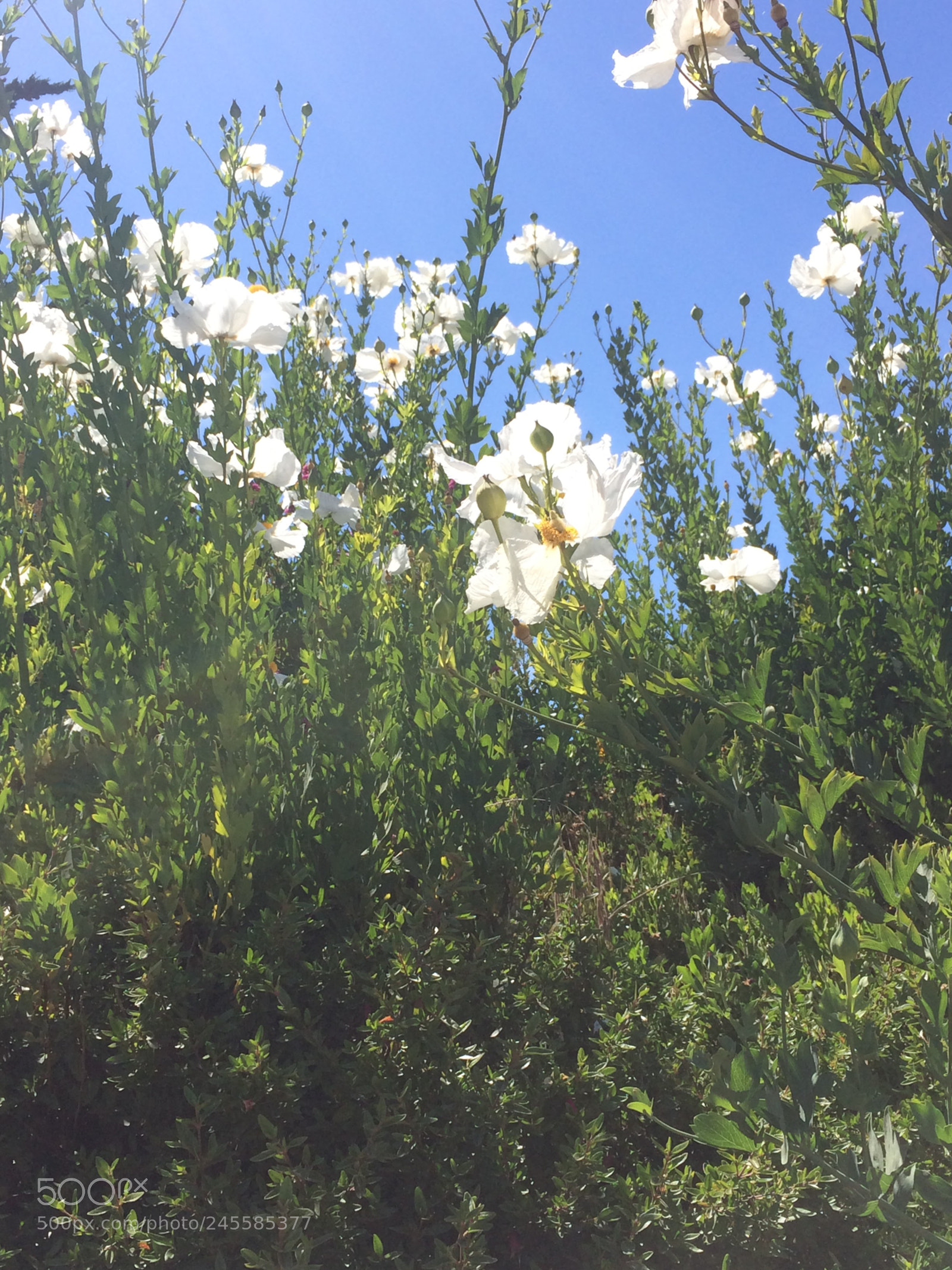 Apple iPhone 5s sample photo. Img photography
