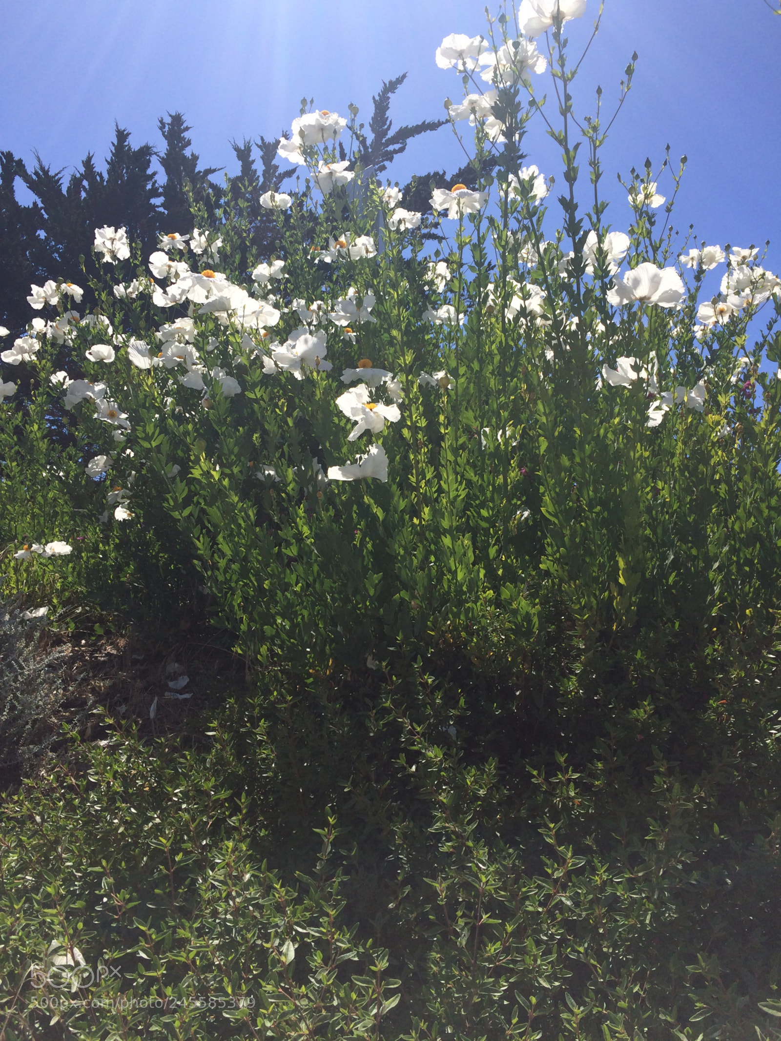 Apple iPhone 5s sample photo. Img photography