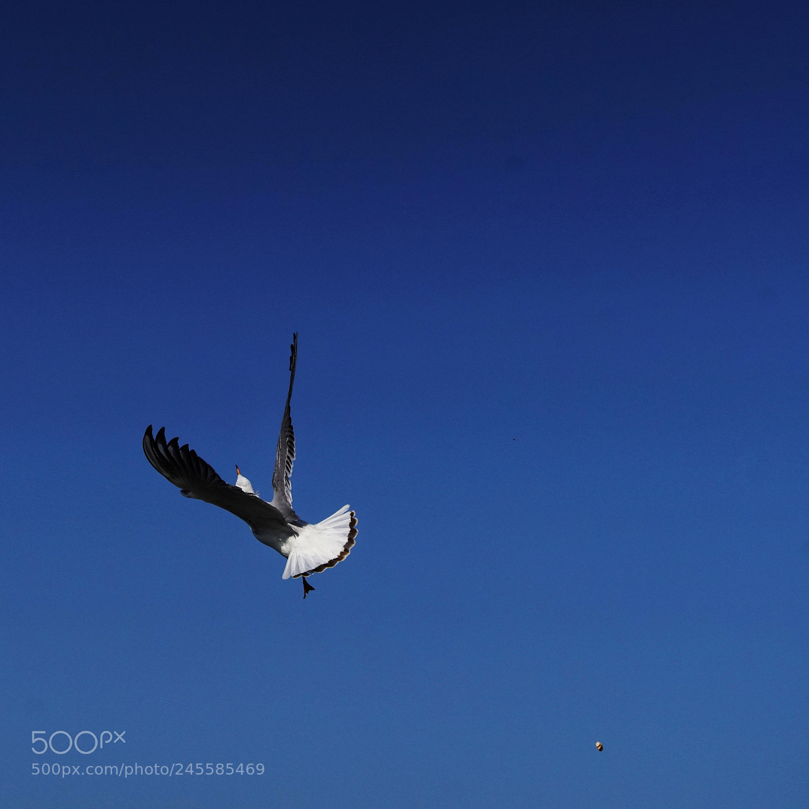 Sony a99 II sample photo. 独舞 photography