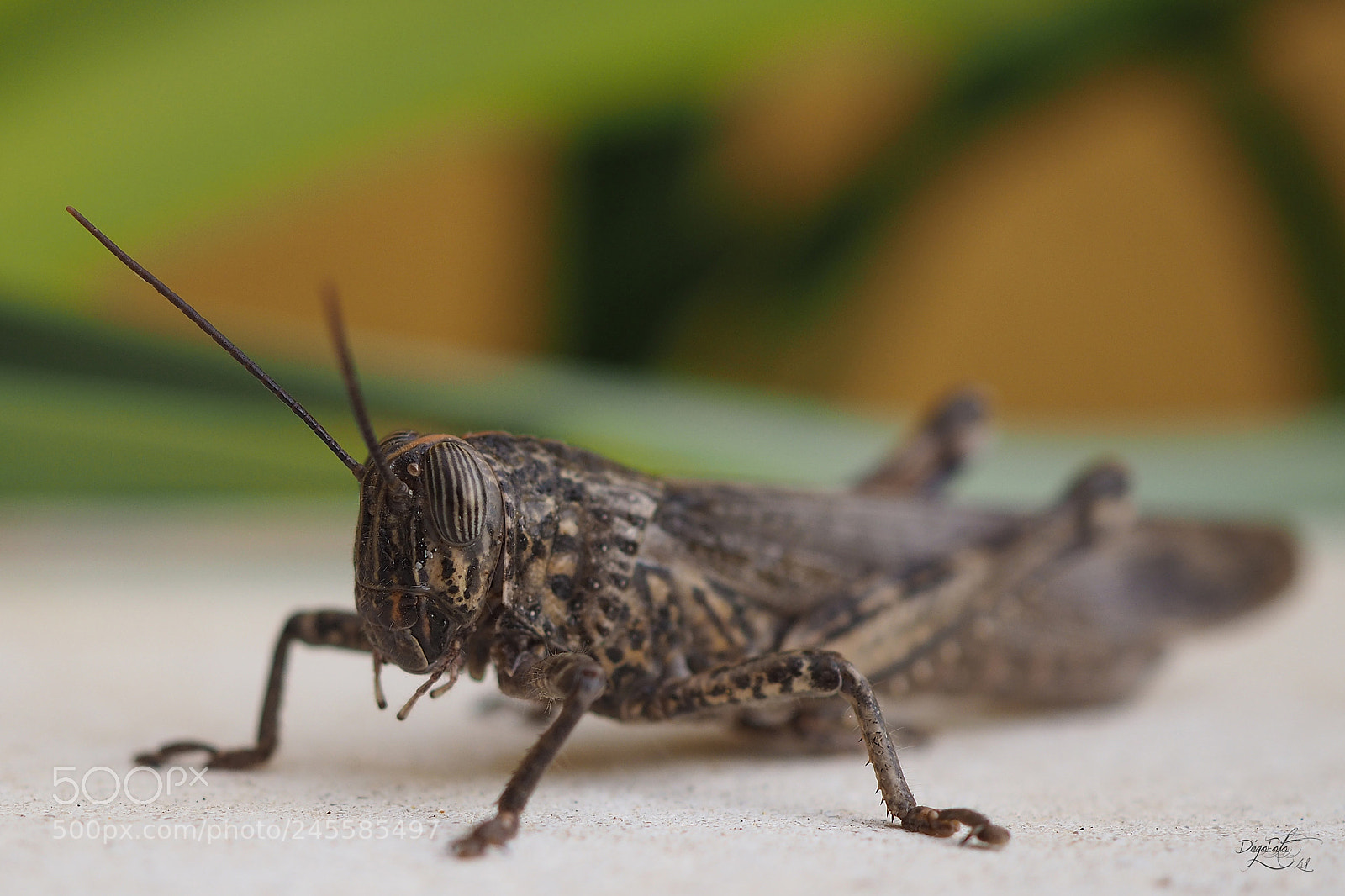 Olympus OM-D E-M10 II sample photo. Saltamontes photography