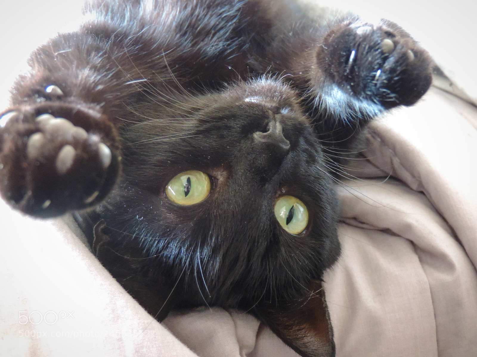 Nikon Coolpix P520 sample photo. Cat photography