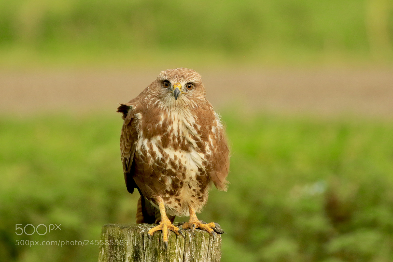Canon EOS 7D Mark II sample photo. Buzzard .......... it stayed photography