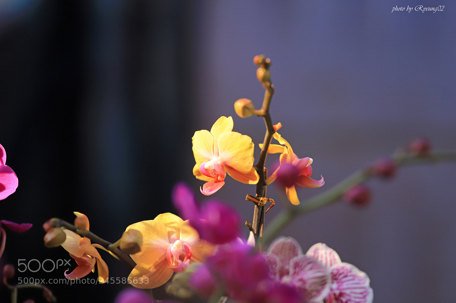 Canon EOS 6D Mark II sample photo. Thanks for the sunlight photography
