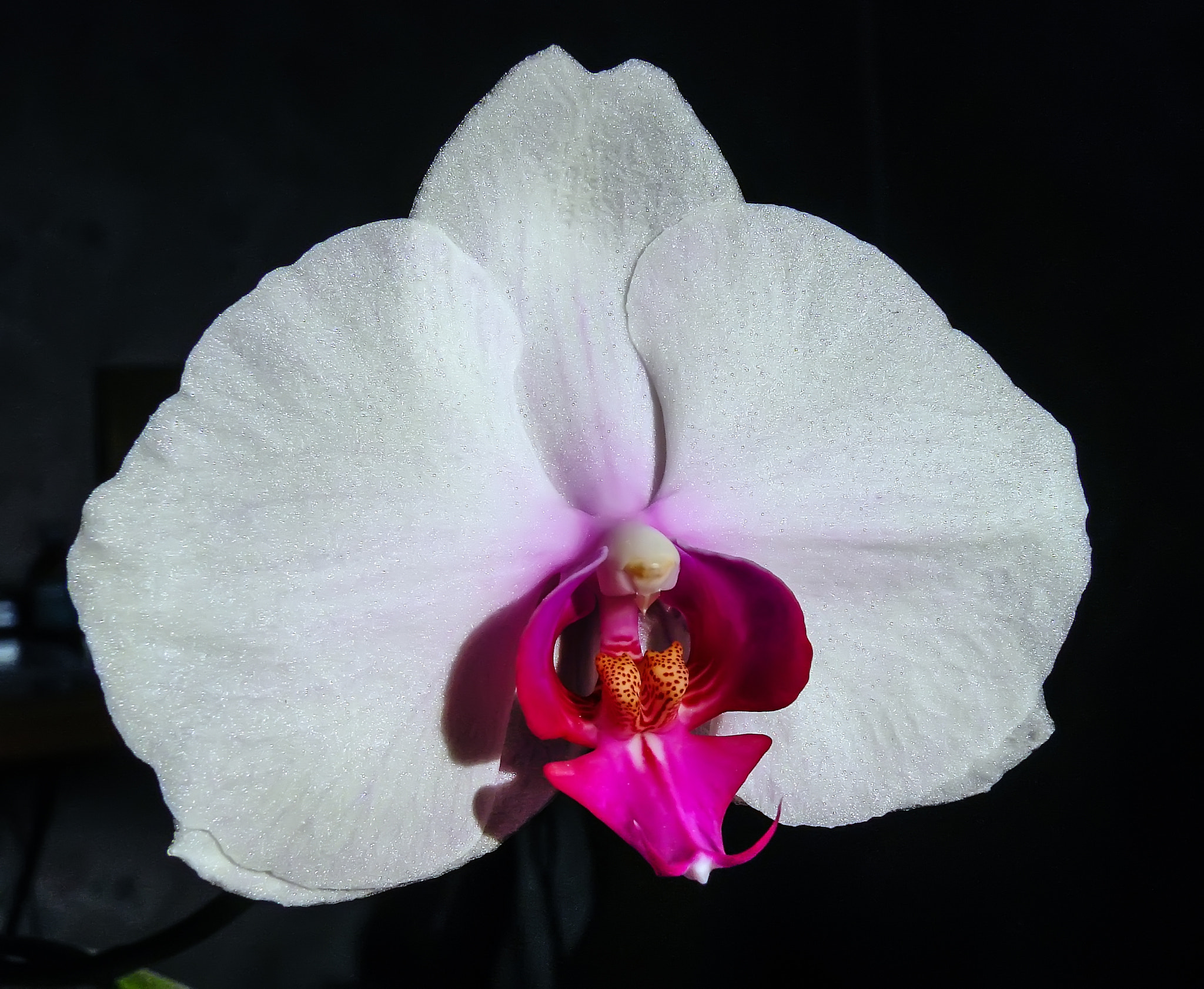 Sony DSC-H5 sample photo. Orchid photography