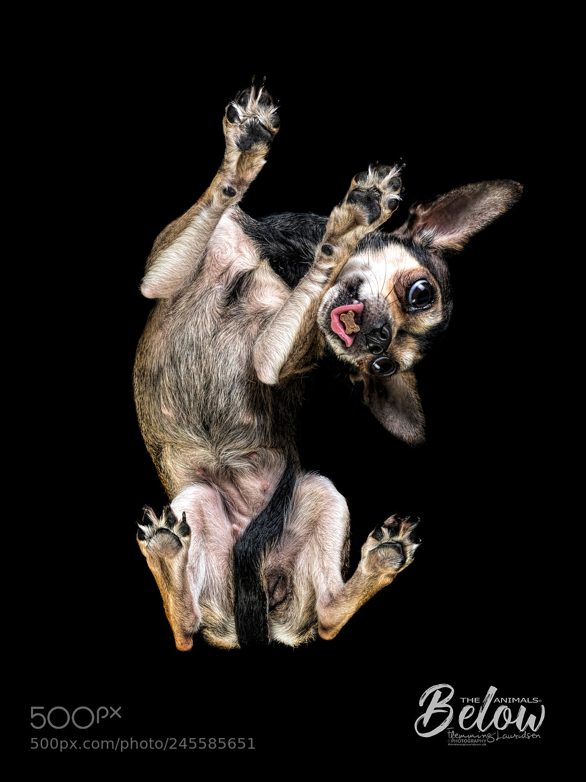 Nikon D800 sample photo. Below dog i photography