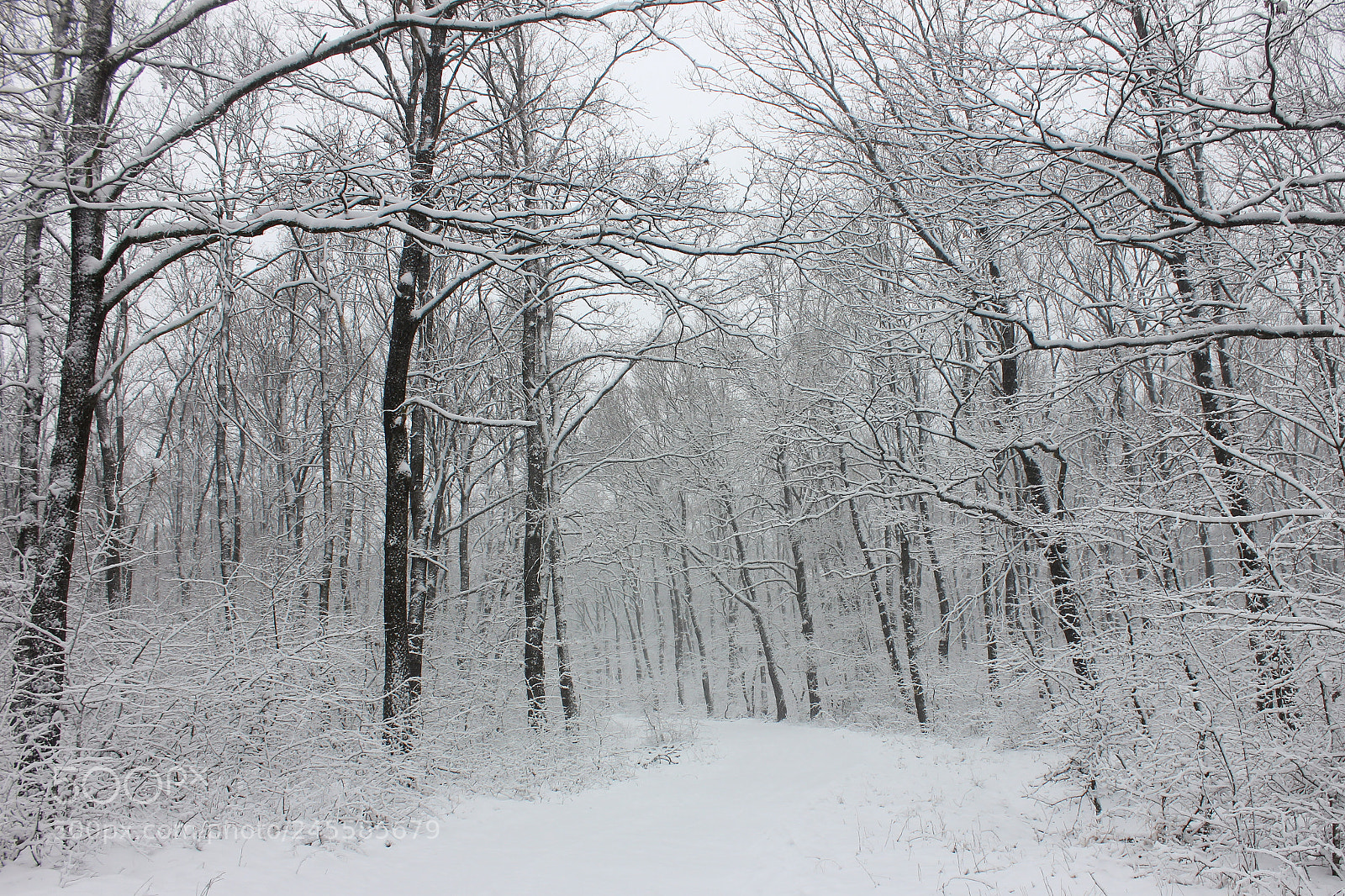 Canon EOS 600D (Rebel EOS T3i / EOS Kiss X5) sample photo. Snow,snow,snow.... photography