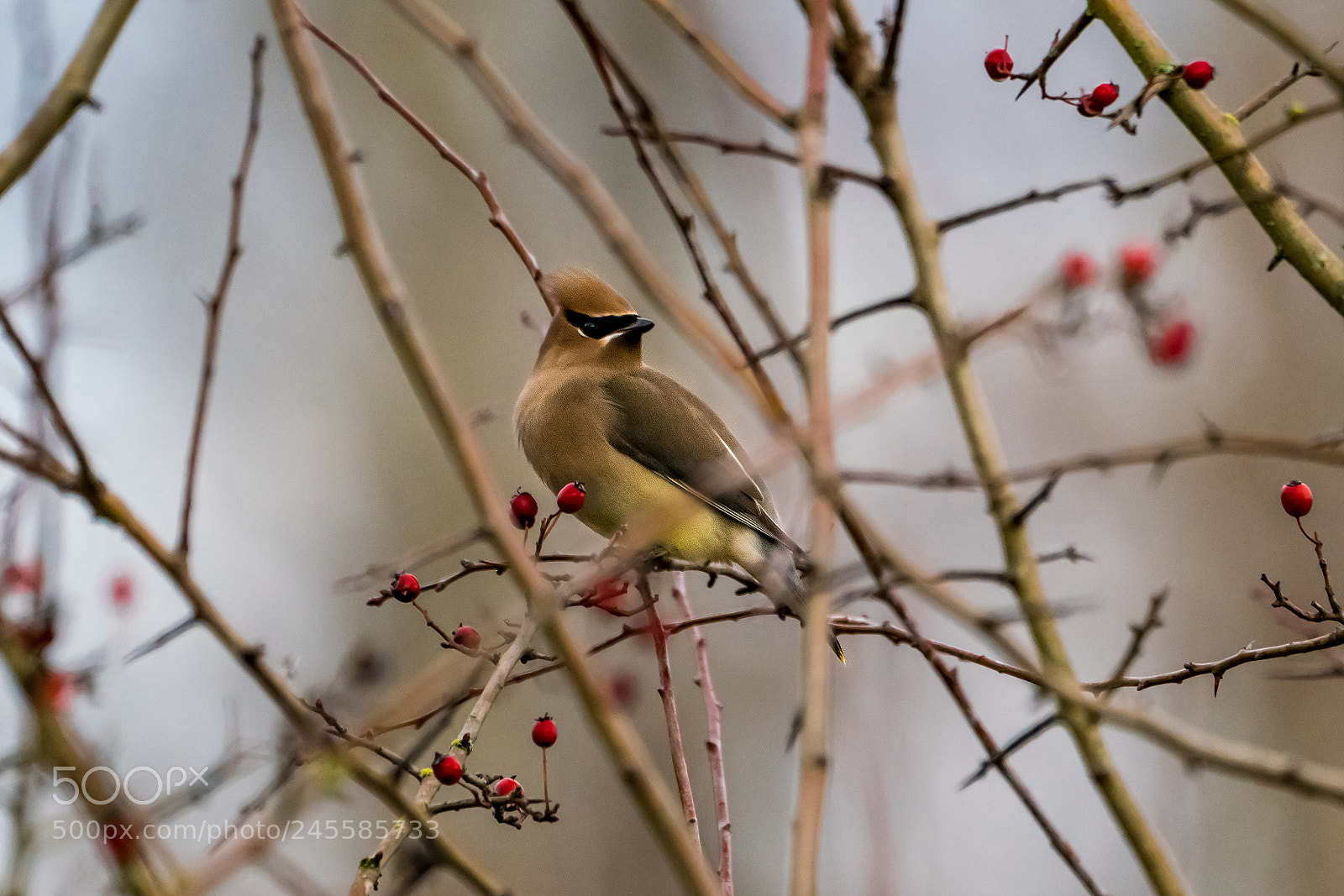 Sony a7R III sample photo. Cedar waxwing photography