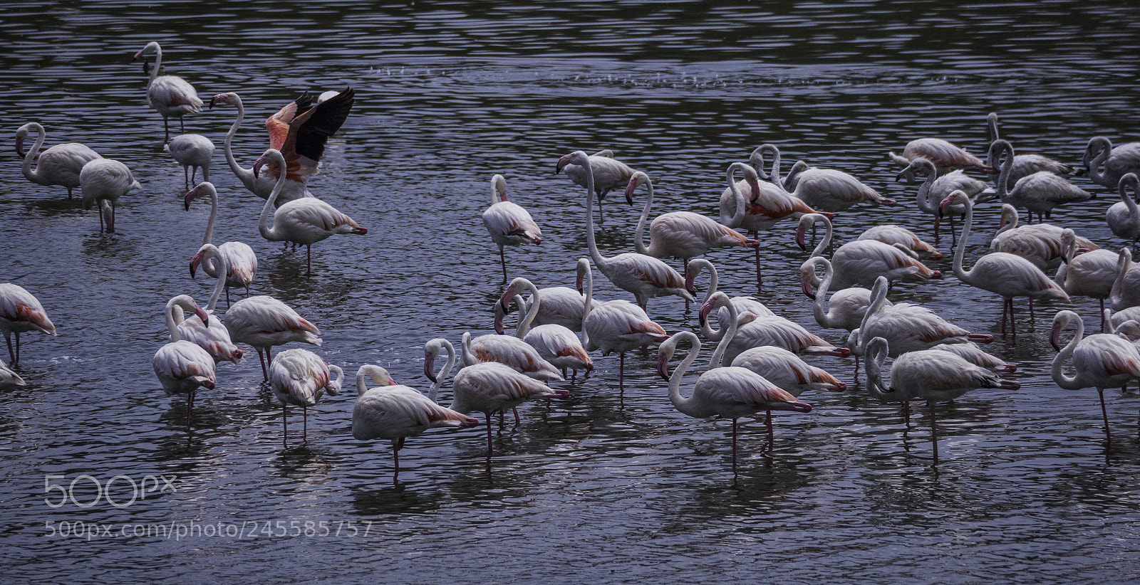 Olympus OM-D E-M1 Mark II sample photo. Lake manyara in pink photography