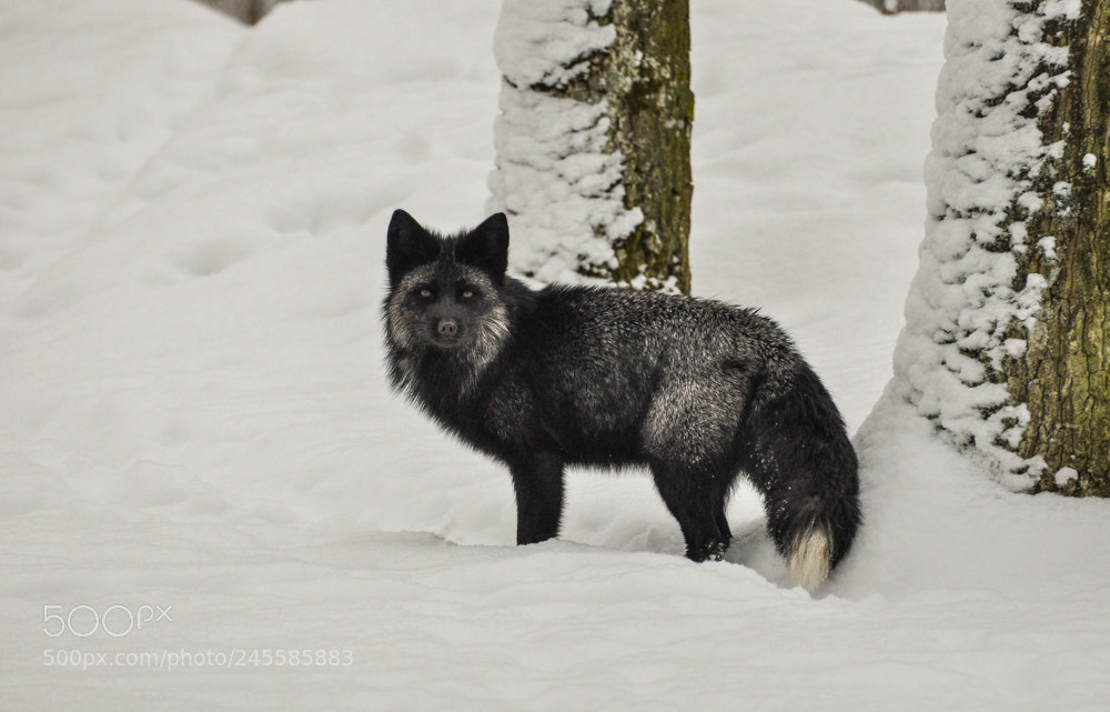 Nikon D90 sample photo. Silver fox photography
