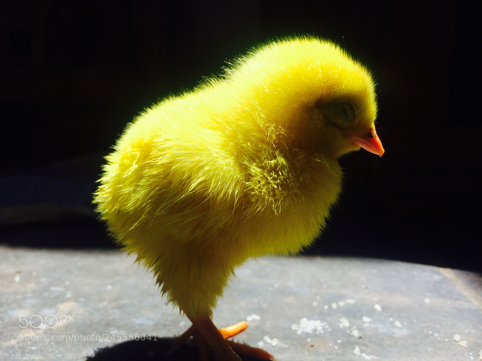 Apple iPhone 5s sample photo. Sleeping chick photography