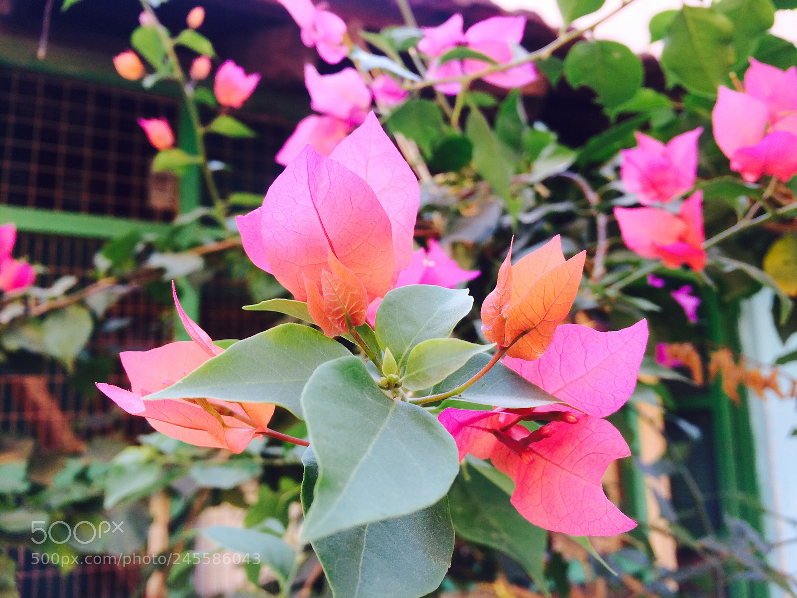 Apple iPhone 5s sample photo. Img photography