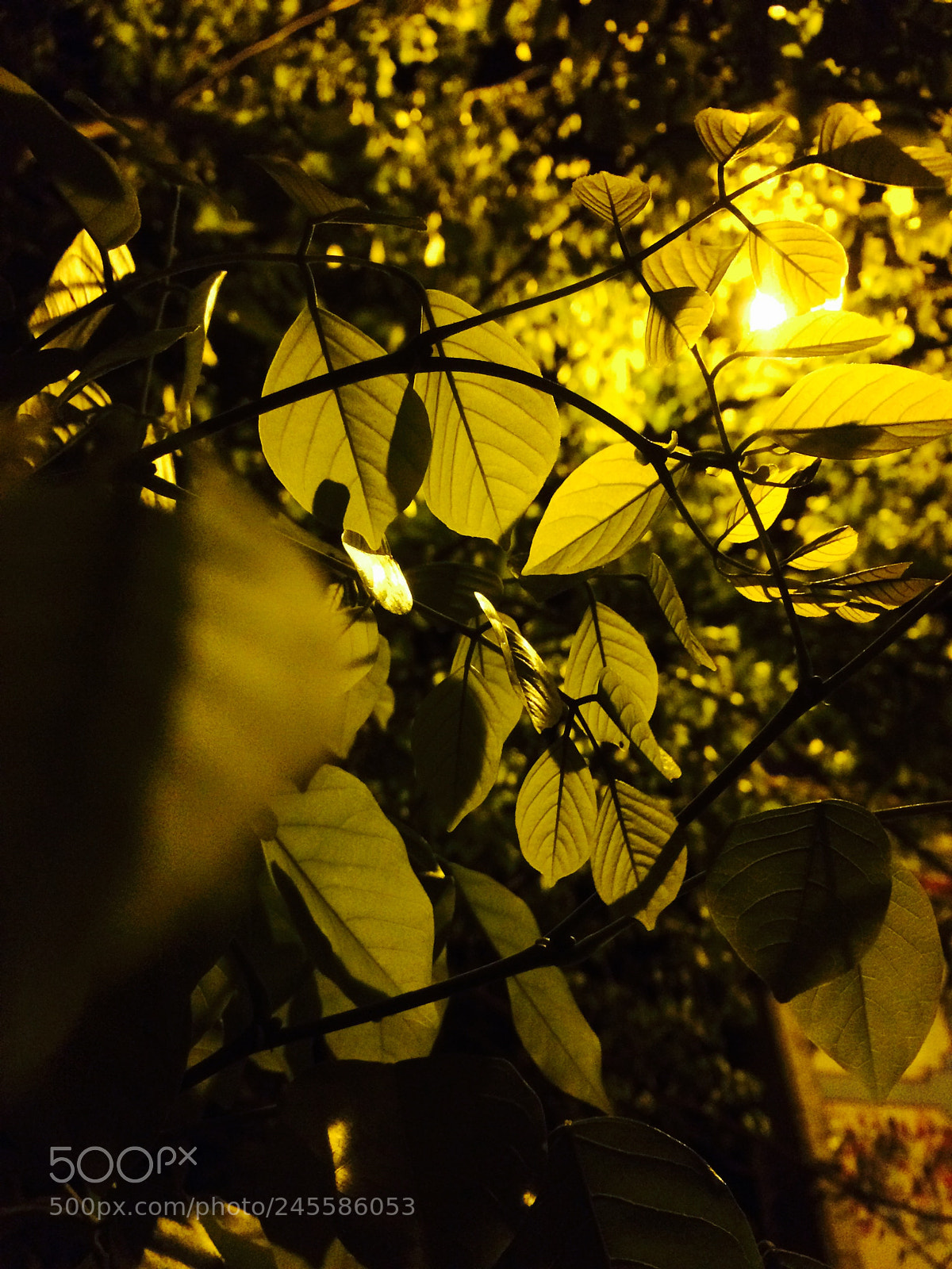 Apple iPhone 5s sample photo. Img photography