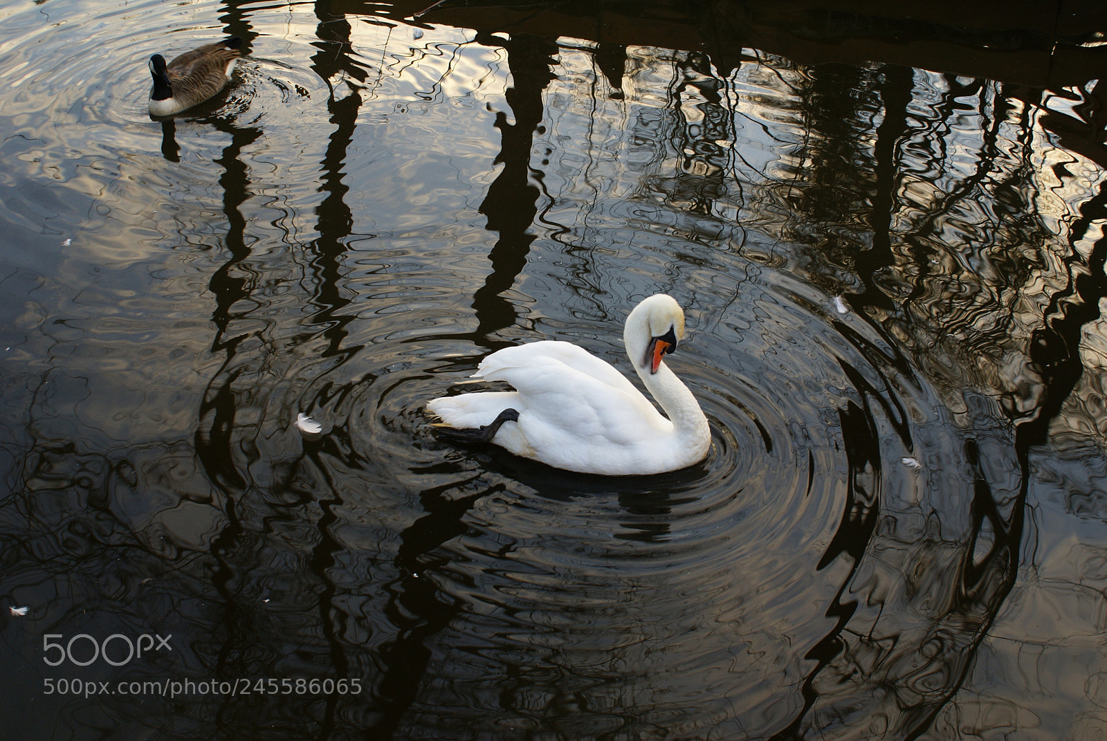 Sony Alpha DSLR-A100 sample photo. Untitled photography