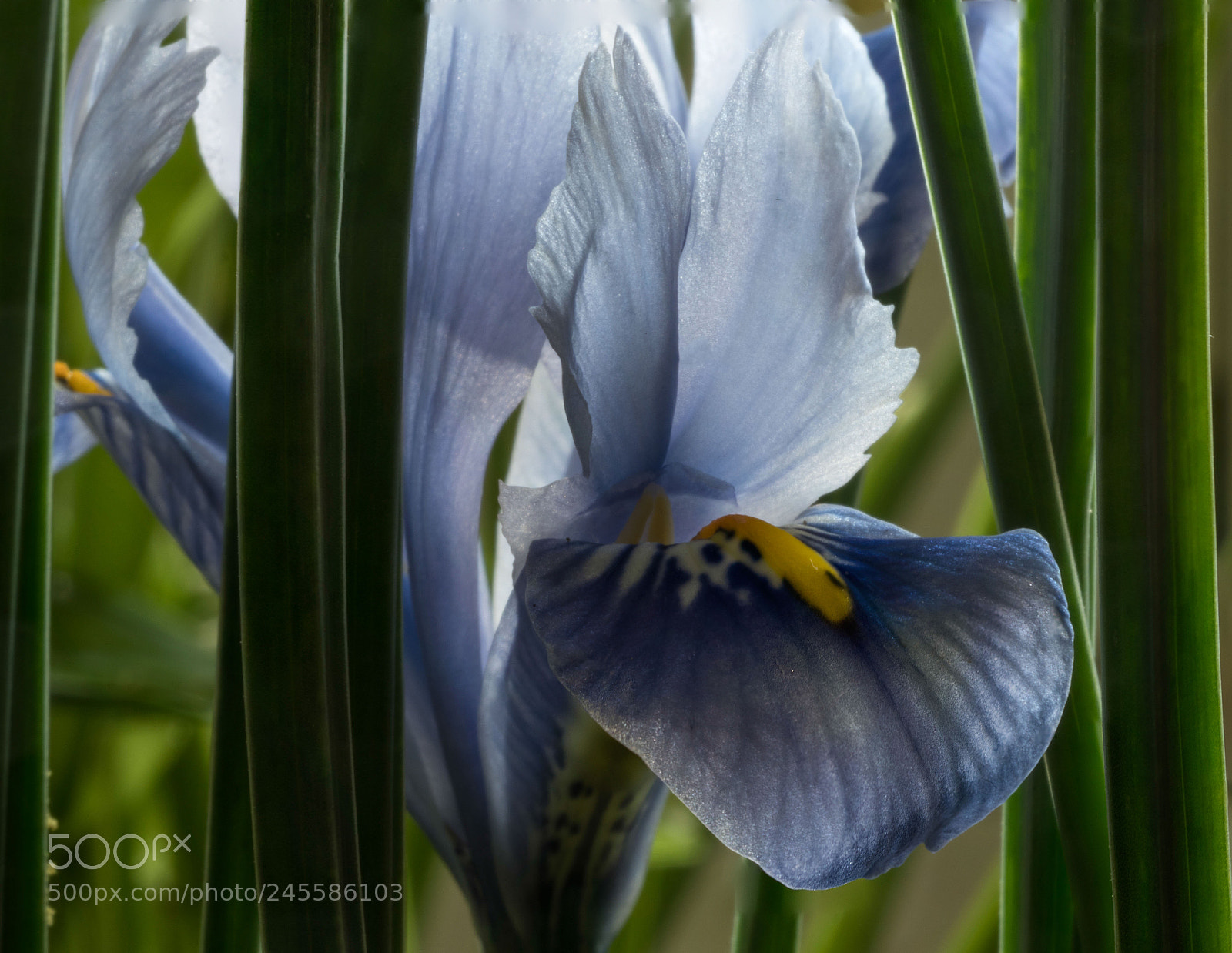 Olympus OM-D E-M1 Mark II sample photo. Iris photography