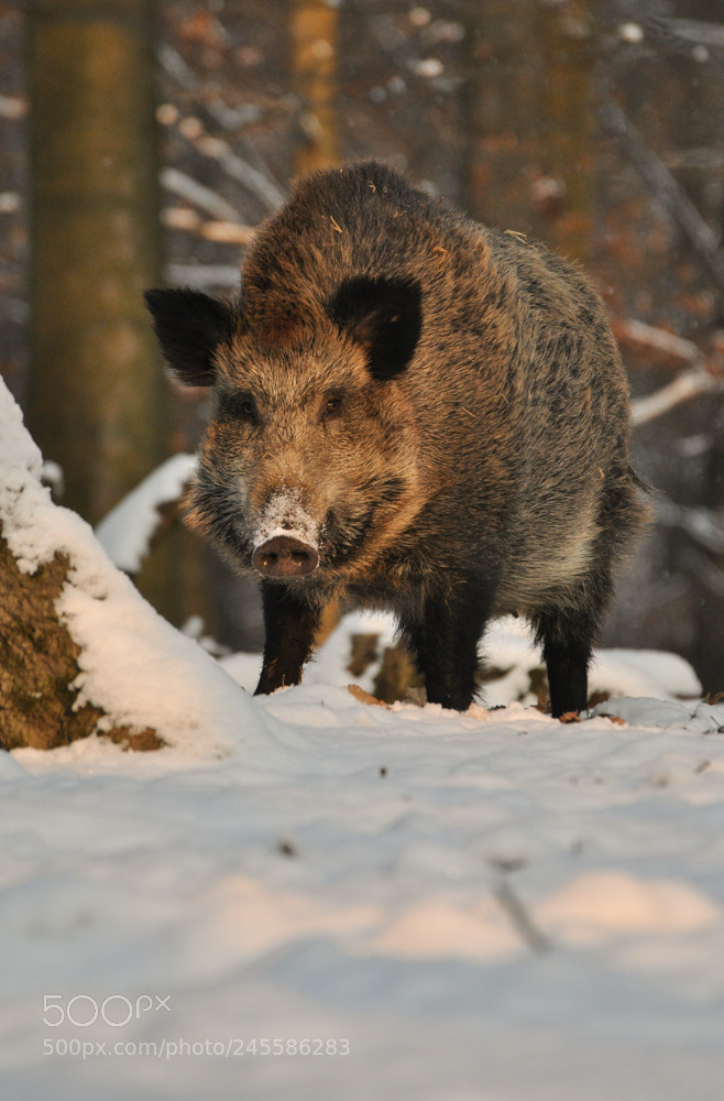 Nikon D90 sample photo. Wild boar photography