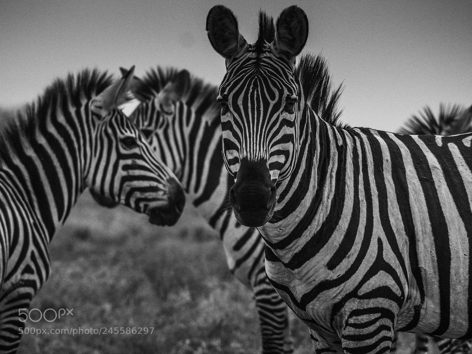 Olympus OM-D E-M1 Mark II sample photo. Stripes photography