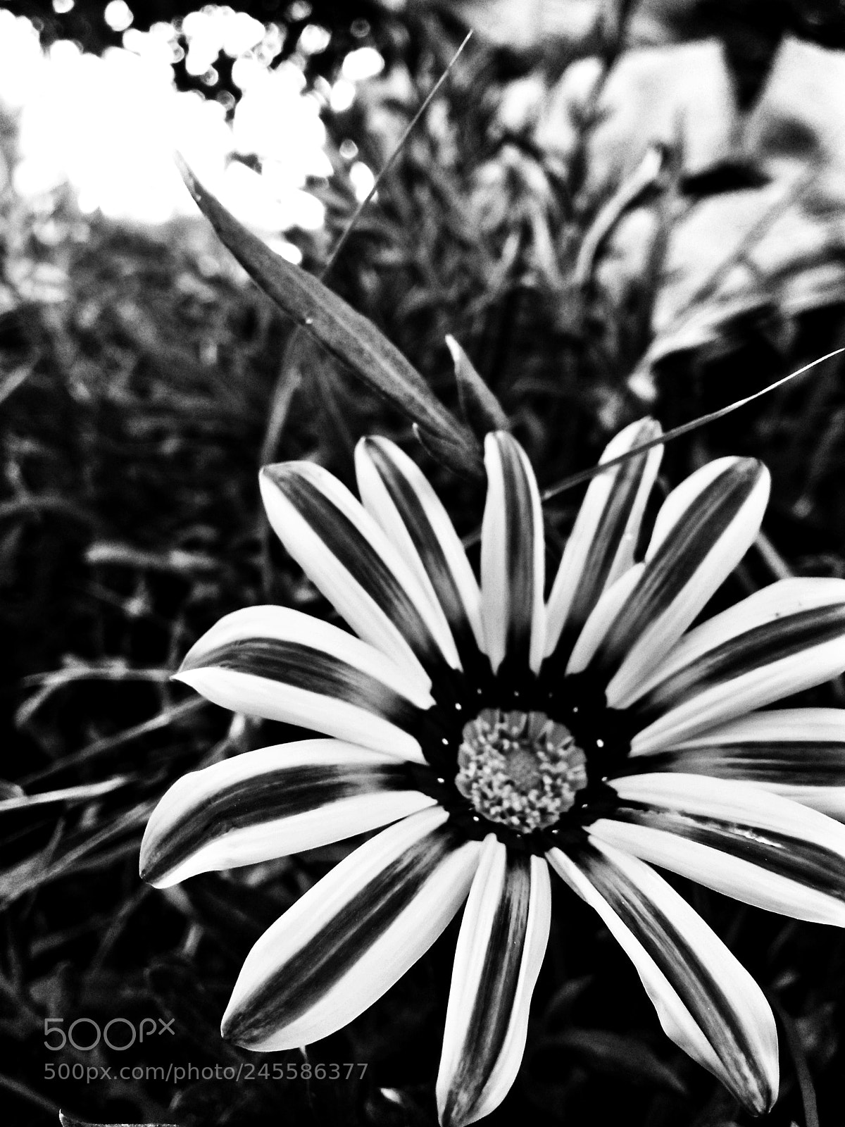 OPPO A37fw-International sample photo. I hate flowers. photography