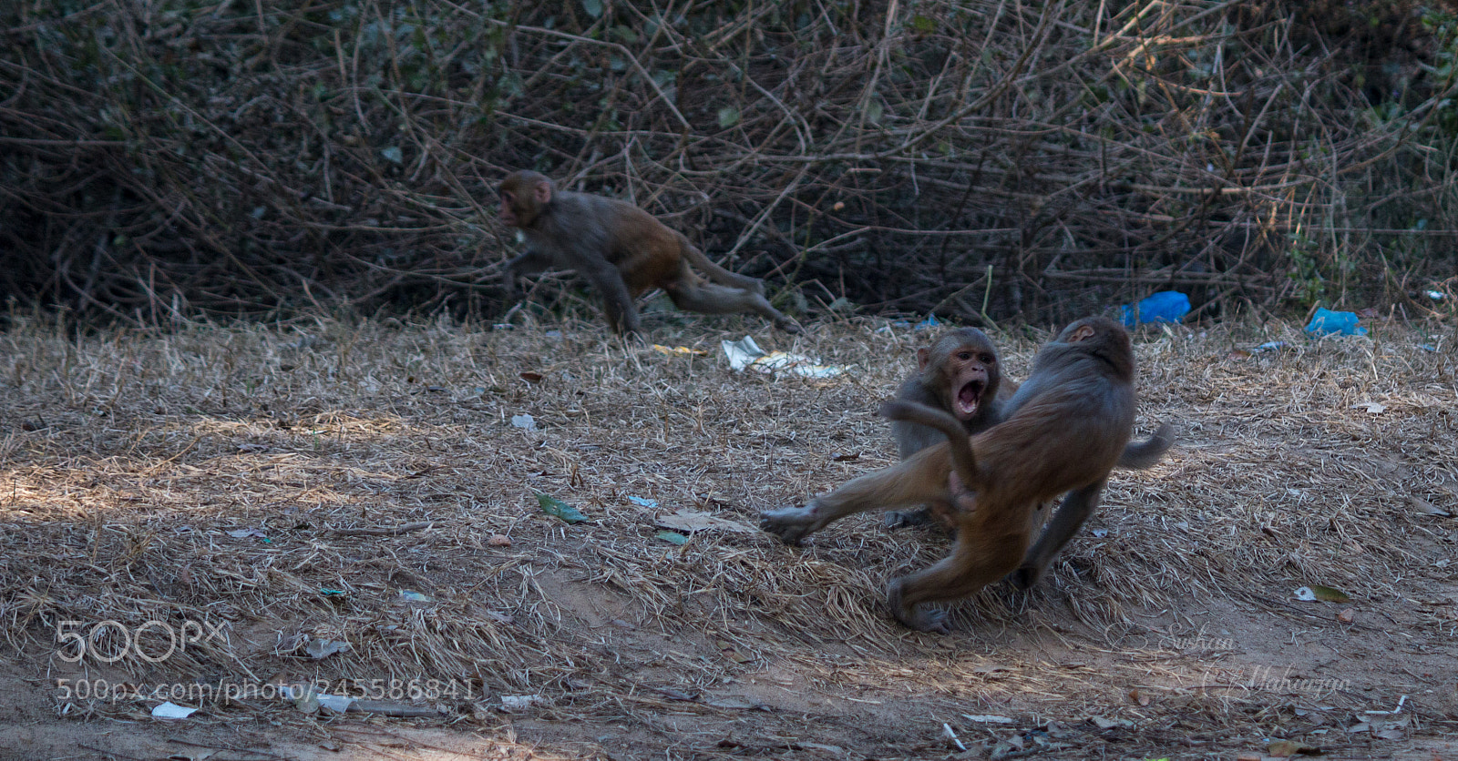 Canon EOS 70D sample photo. Fighting of monkeys. photography