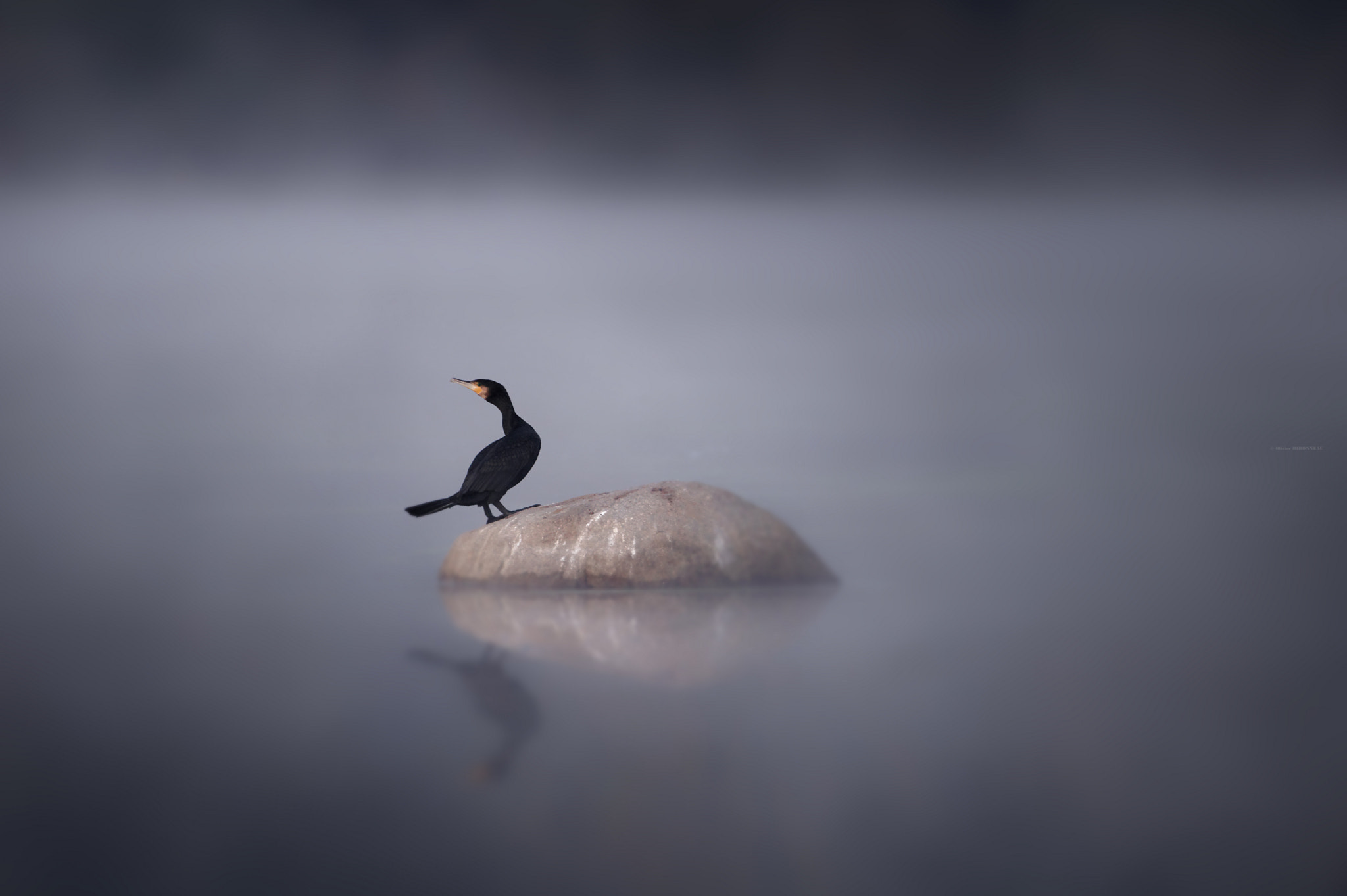 Sigma 150-600mm F5-6.3 DG OS HSM | C sample photo. Cormoran photography