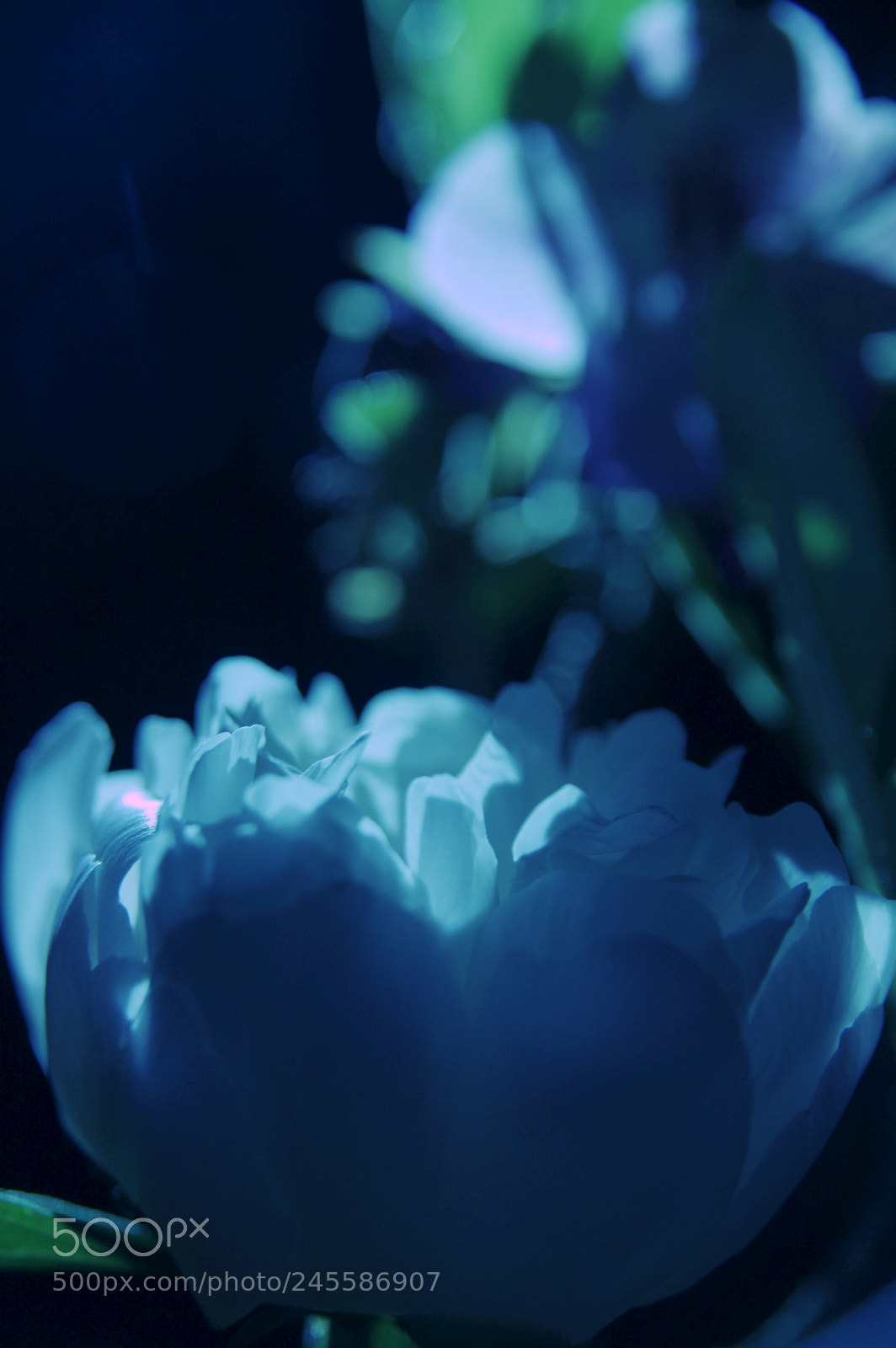 Pentax K-3 II sample photo. Cool beauty photography