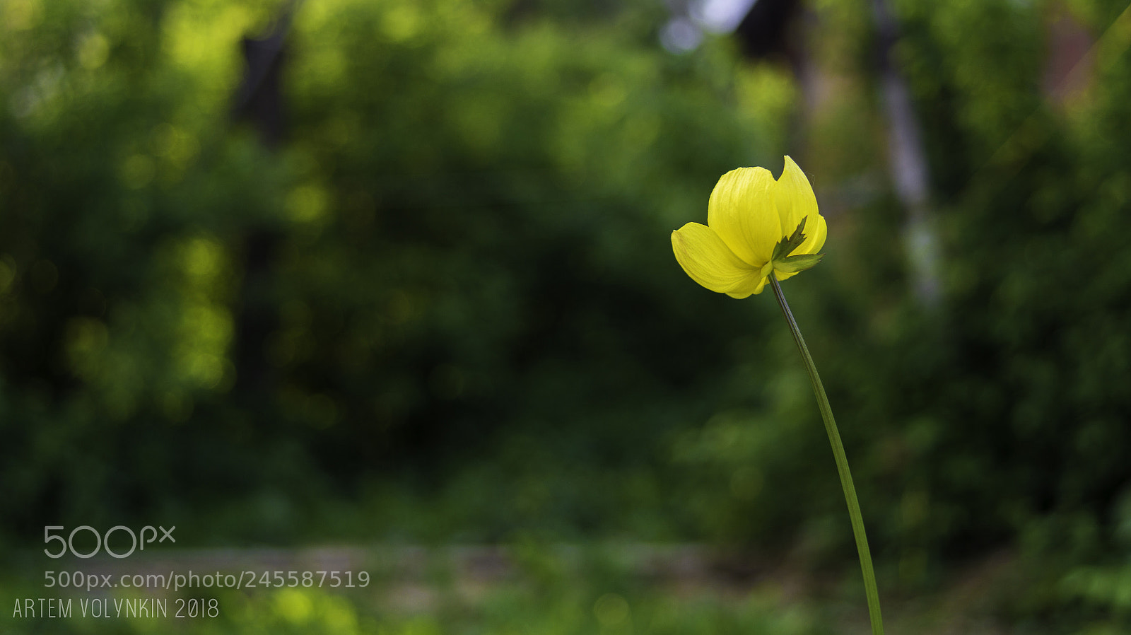 Sony SLT-A58 sample photo. Flower photography