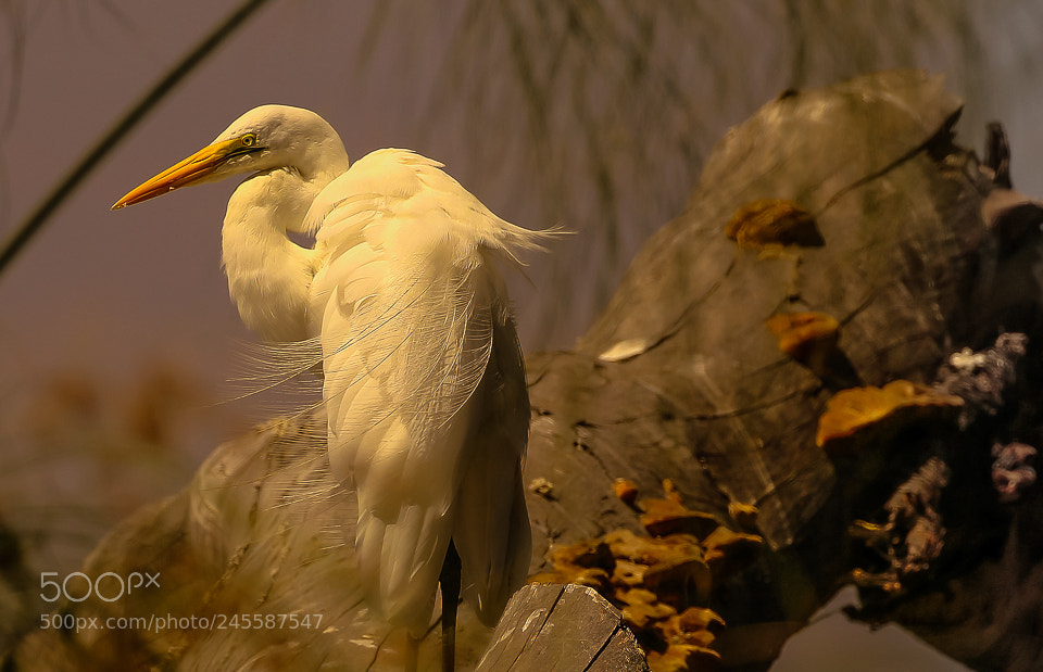 Canon EOS 7D Mark II sample photo. Bird photography