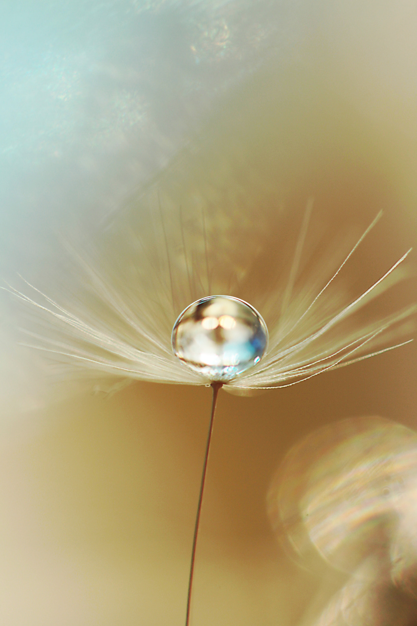 Canon EF 100mm F2.8 Macro USM sample photo. Undying hope photography