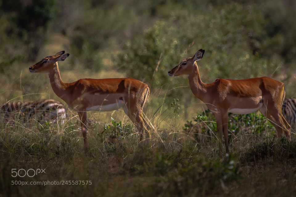Canon EOS 7D Mark II sample photo. Deer photography