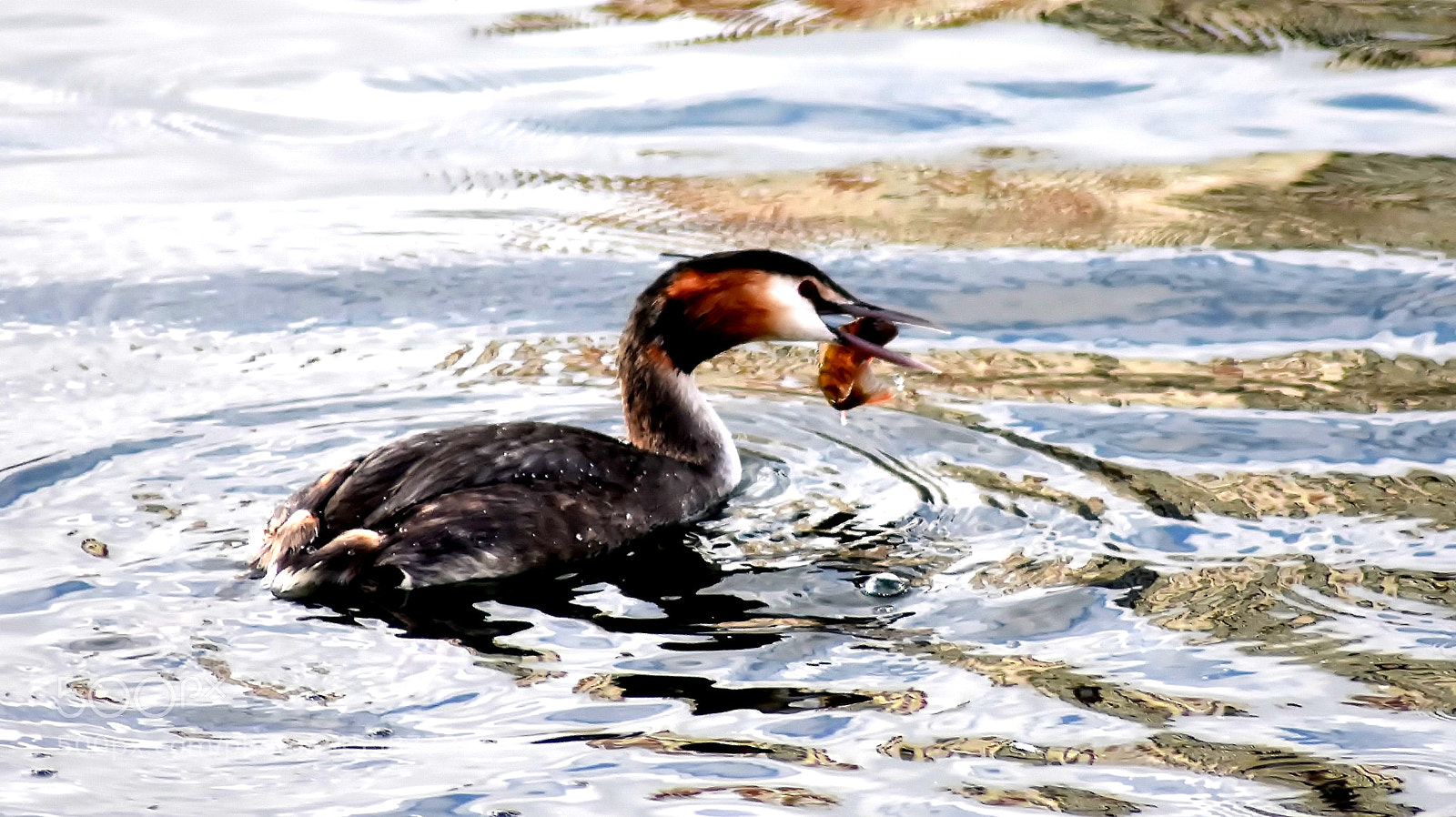 Nikon D3400 sample photo. Great crested grebe. photography