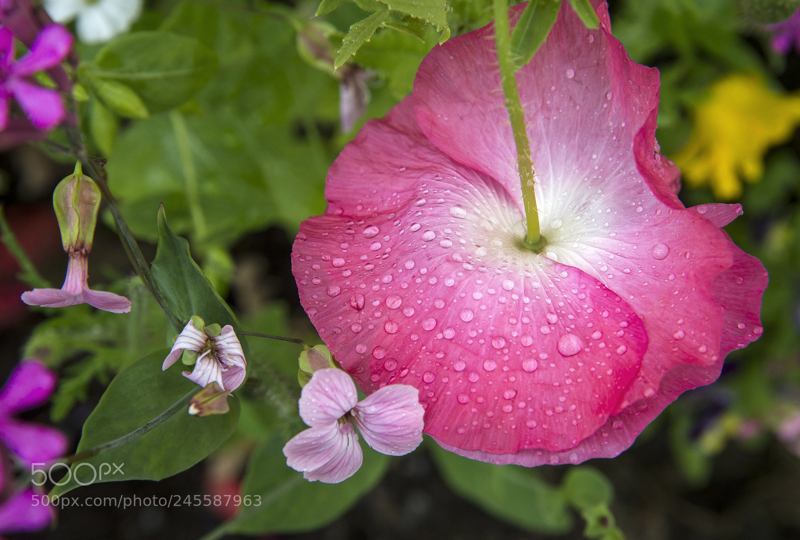 Nikon D610 sample photo. Flower photography